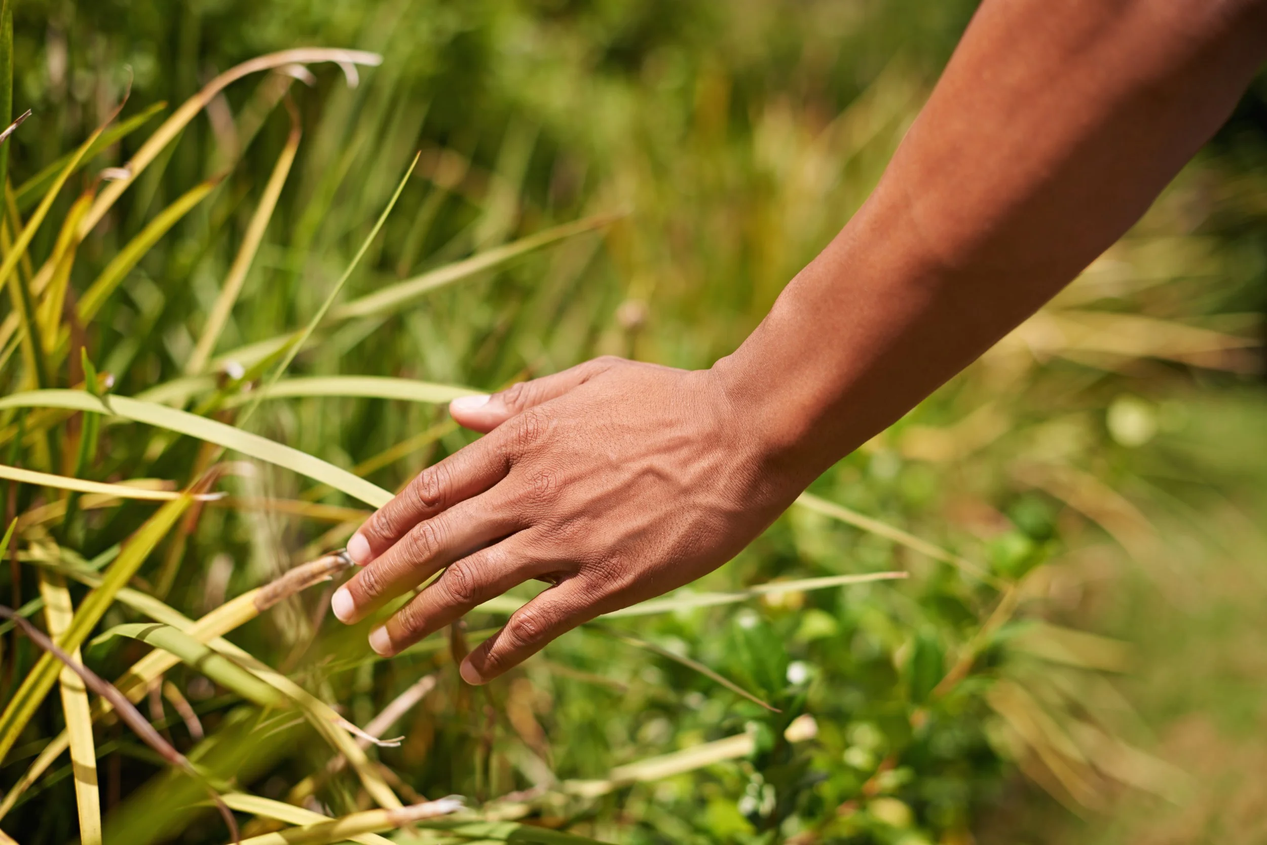 relaxing-in-nature-shot-of-a-mans-hand-touch-blad-2025-04-05-14-55-47-utc.jpg