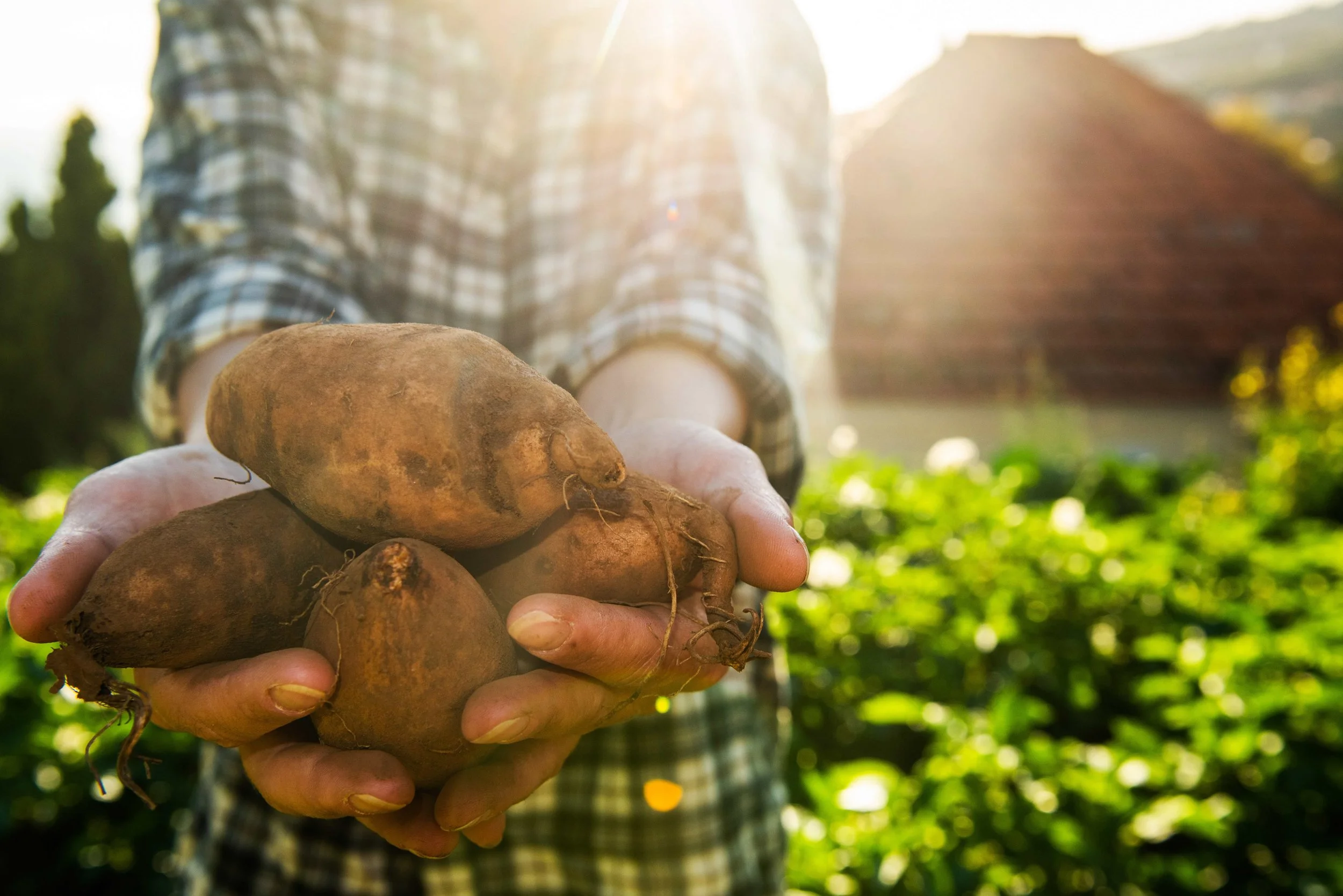 hands-holding-organic-sweet-potato-in-garden-2024-10-13-19-54-47-utc.jpeg