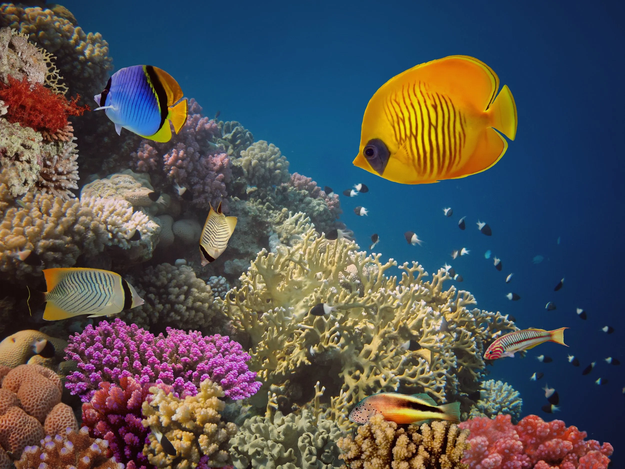 Depositphotos_5887302_XL 2.jpg