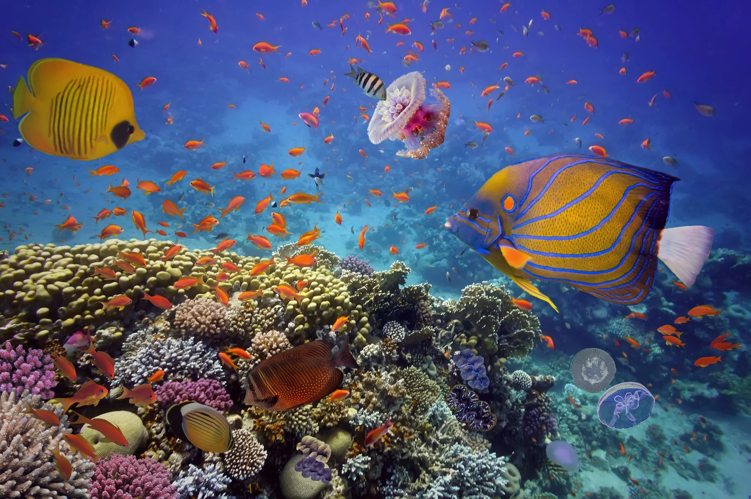 Colorful coral reef with various species of tropical fish, including yellow, blue, and orange fish, along with jellyfish and a sea anemone in the background.