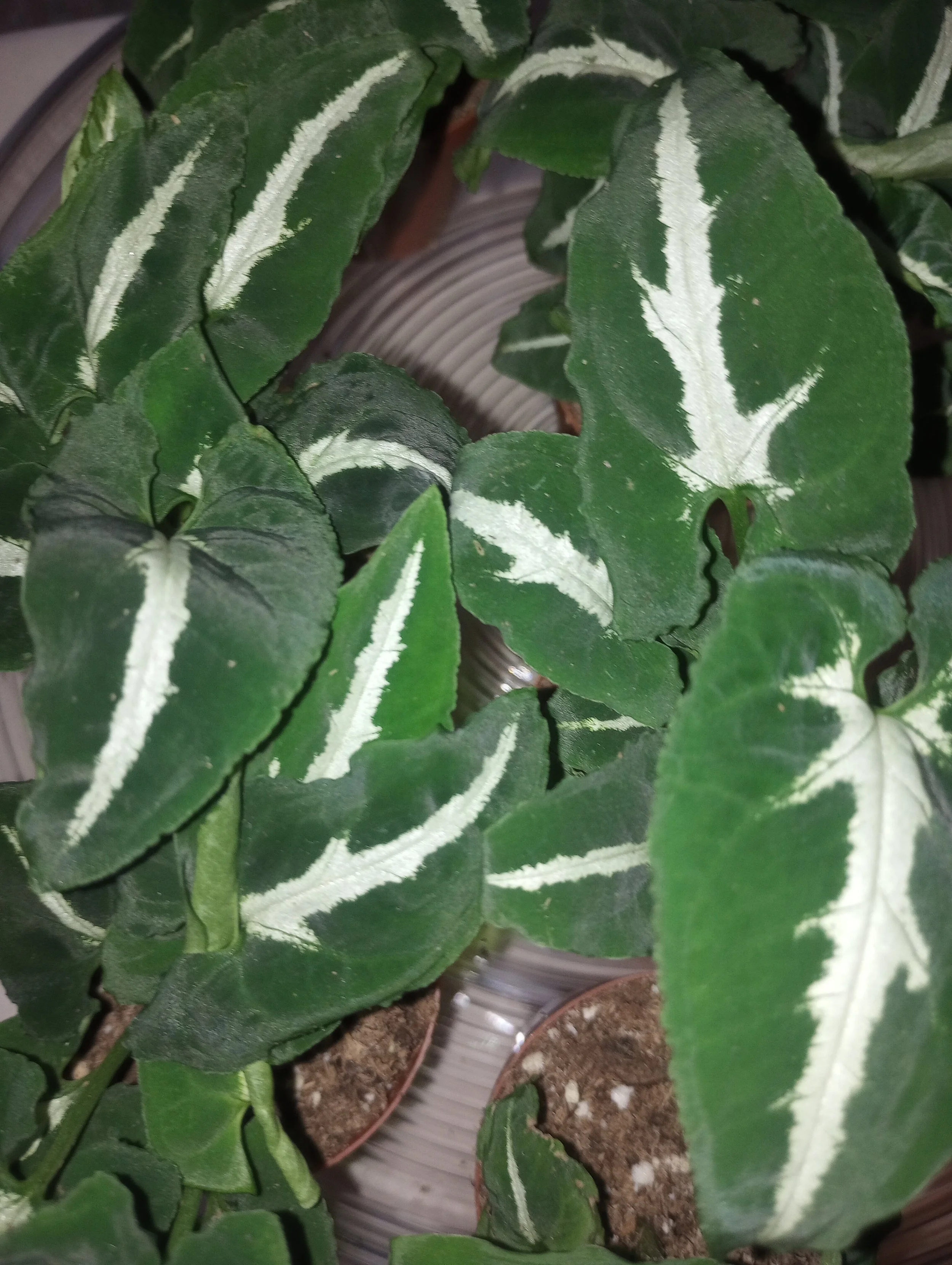 Syngonium 'Wendlandii'  (4).jpg