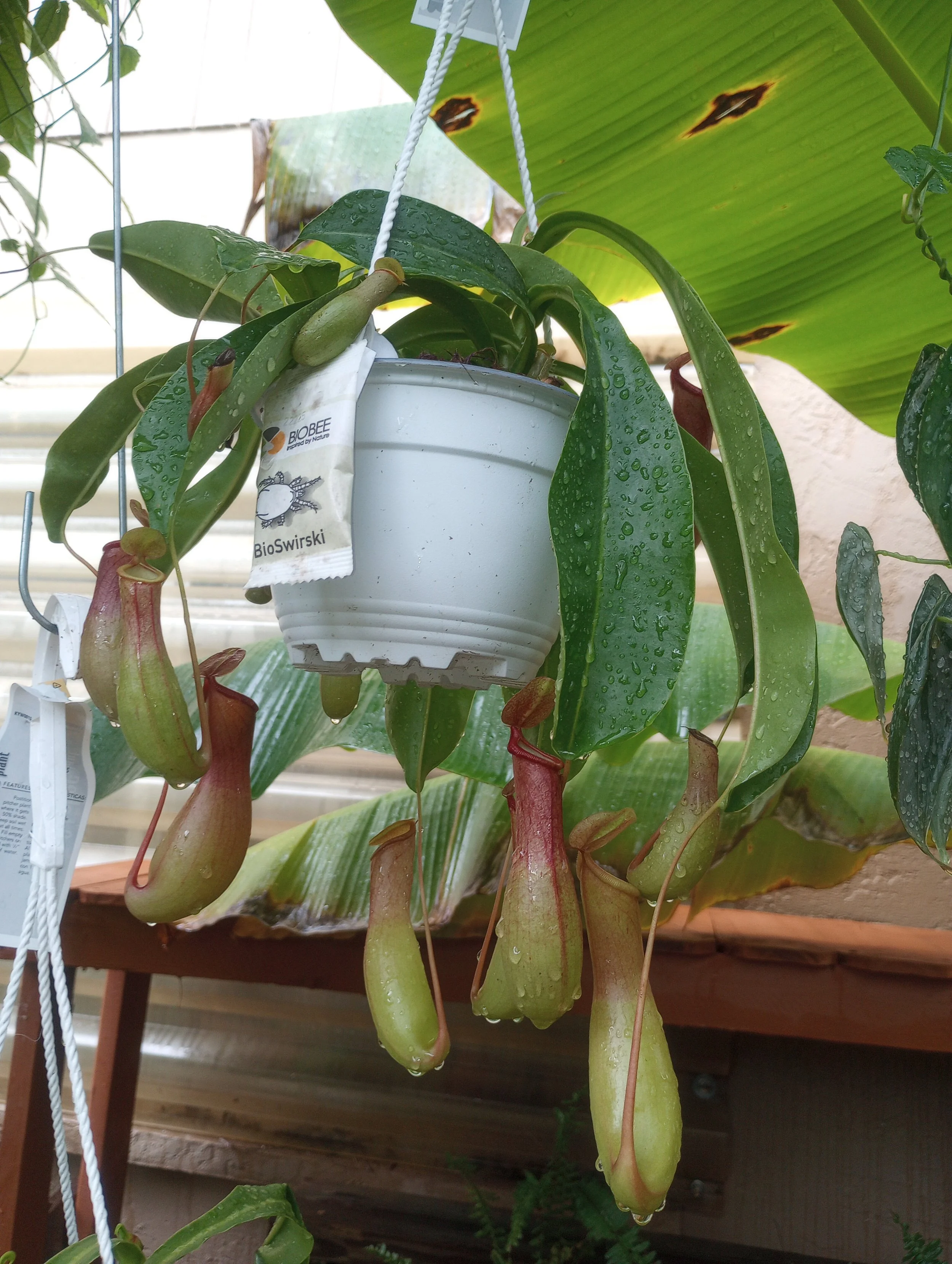 Nepenthes Saint Gaya Pitcher Plant