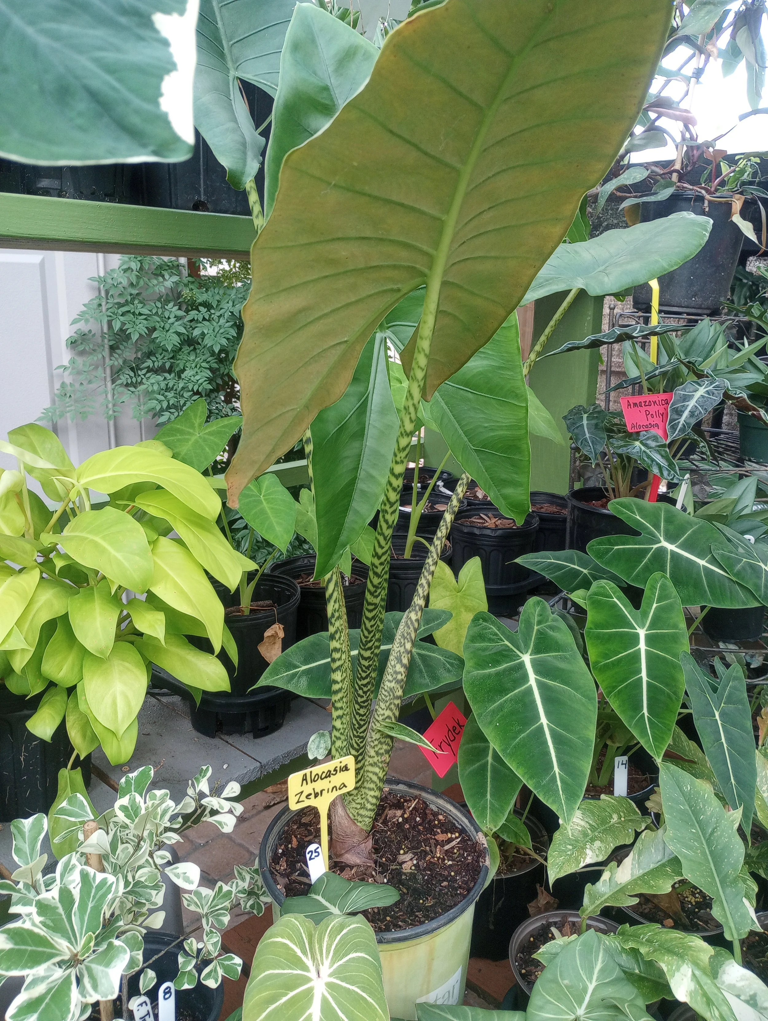 Alocasia Zebrina