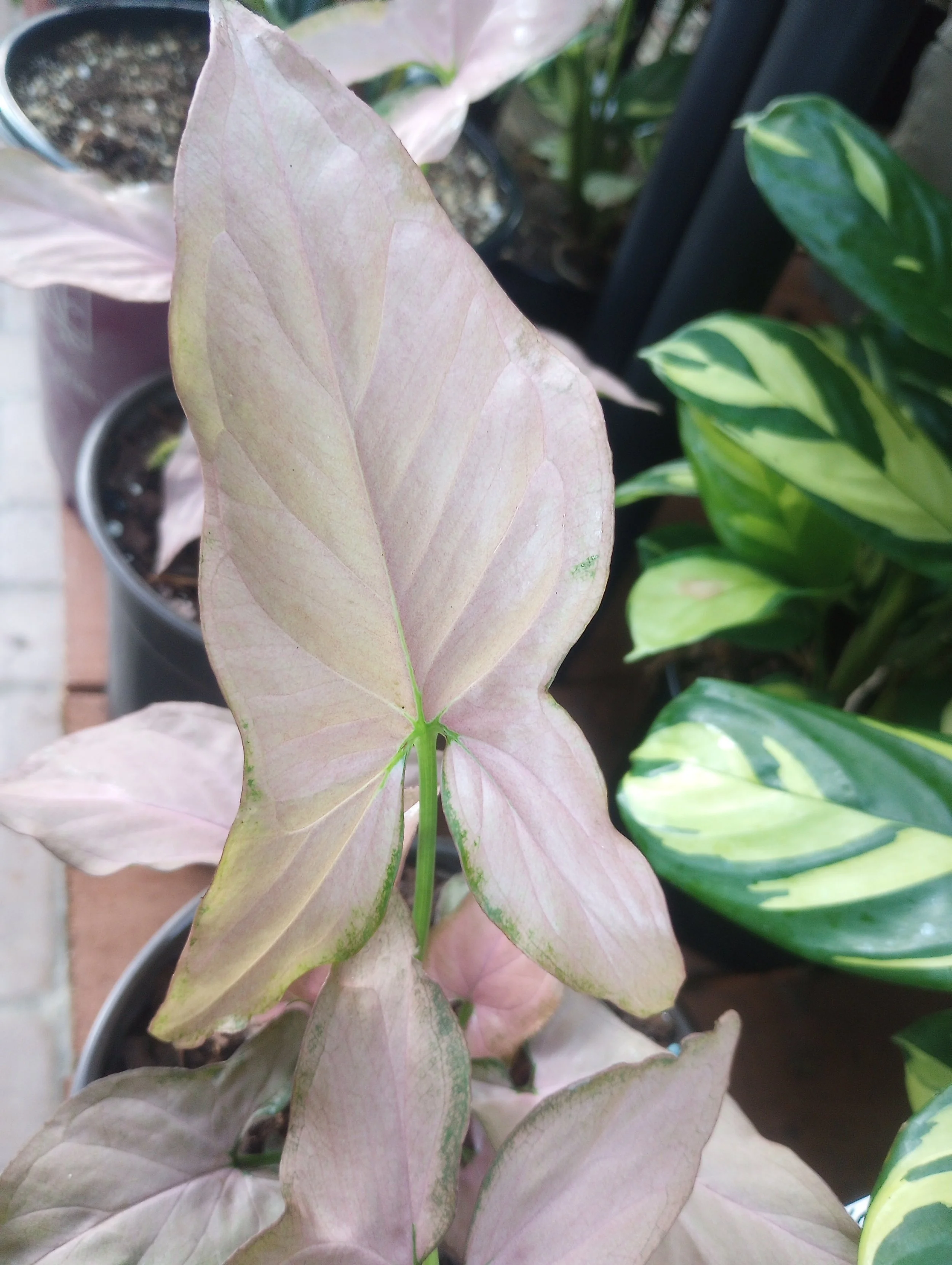 Syngonium Pink Perfection (3).jpg