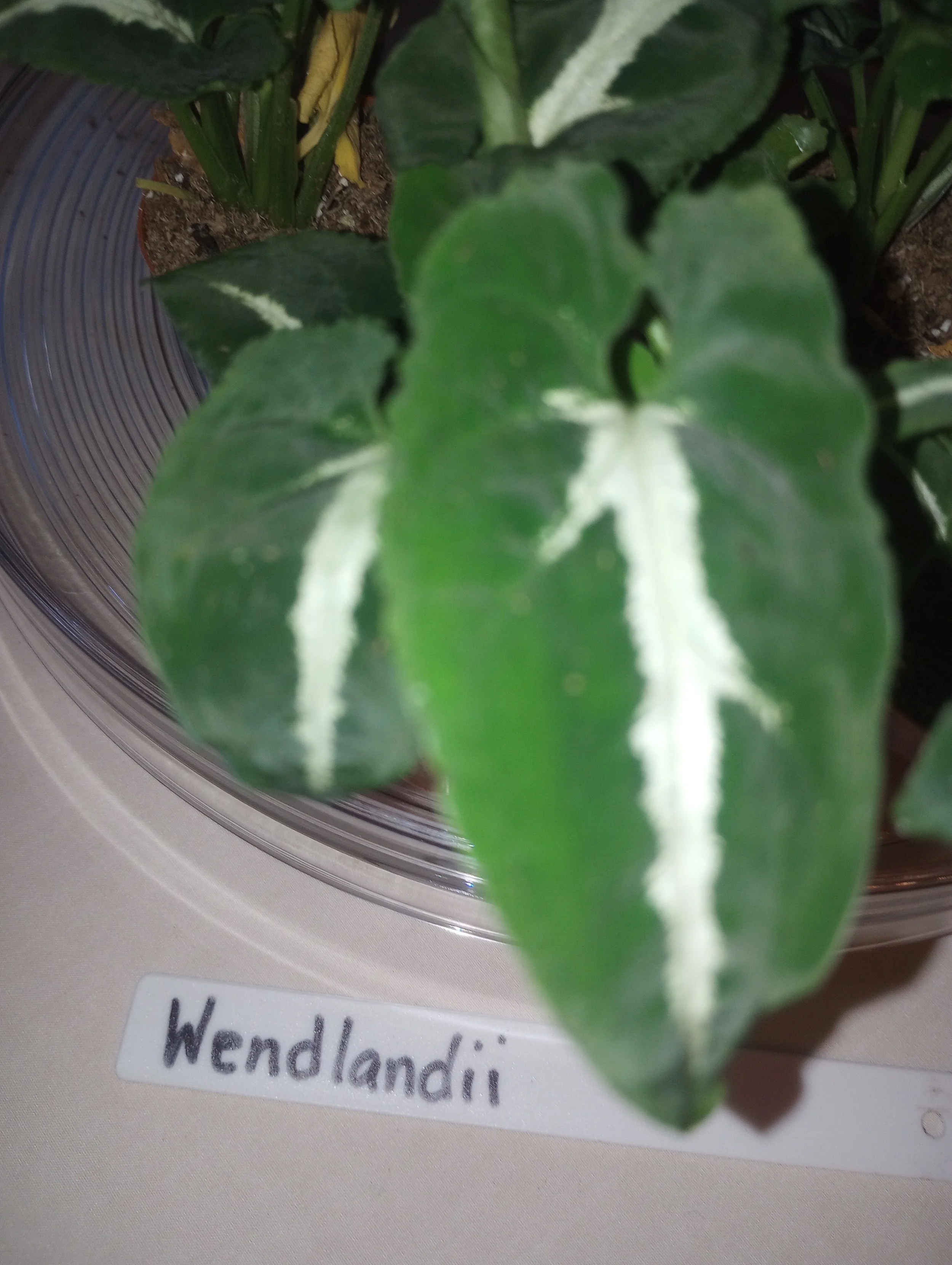 Syngonium Wendlandii