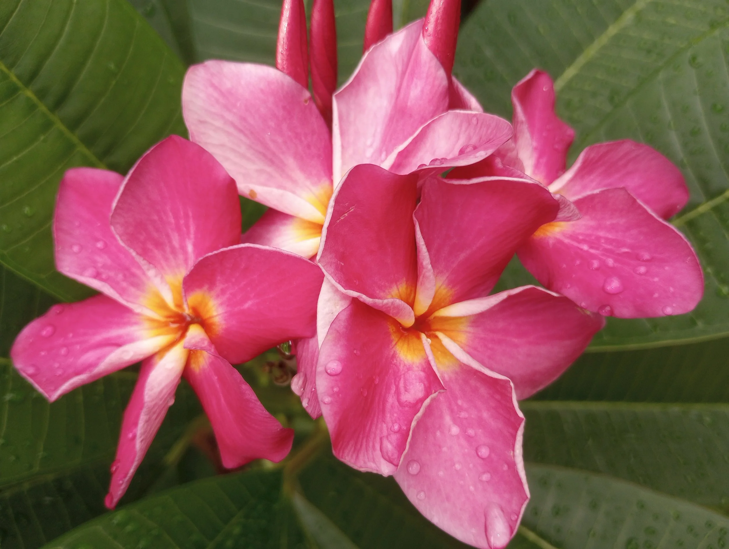 Rose Pink