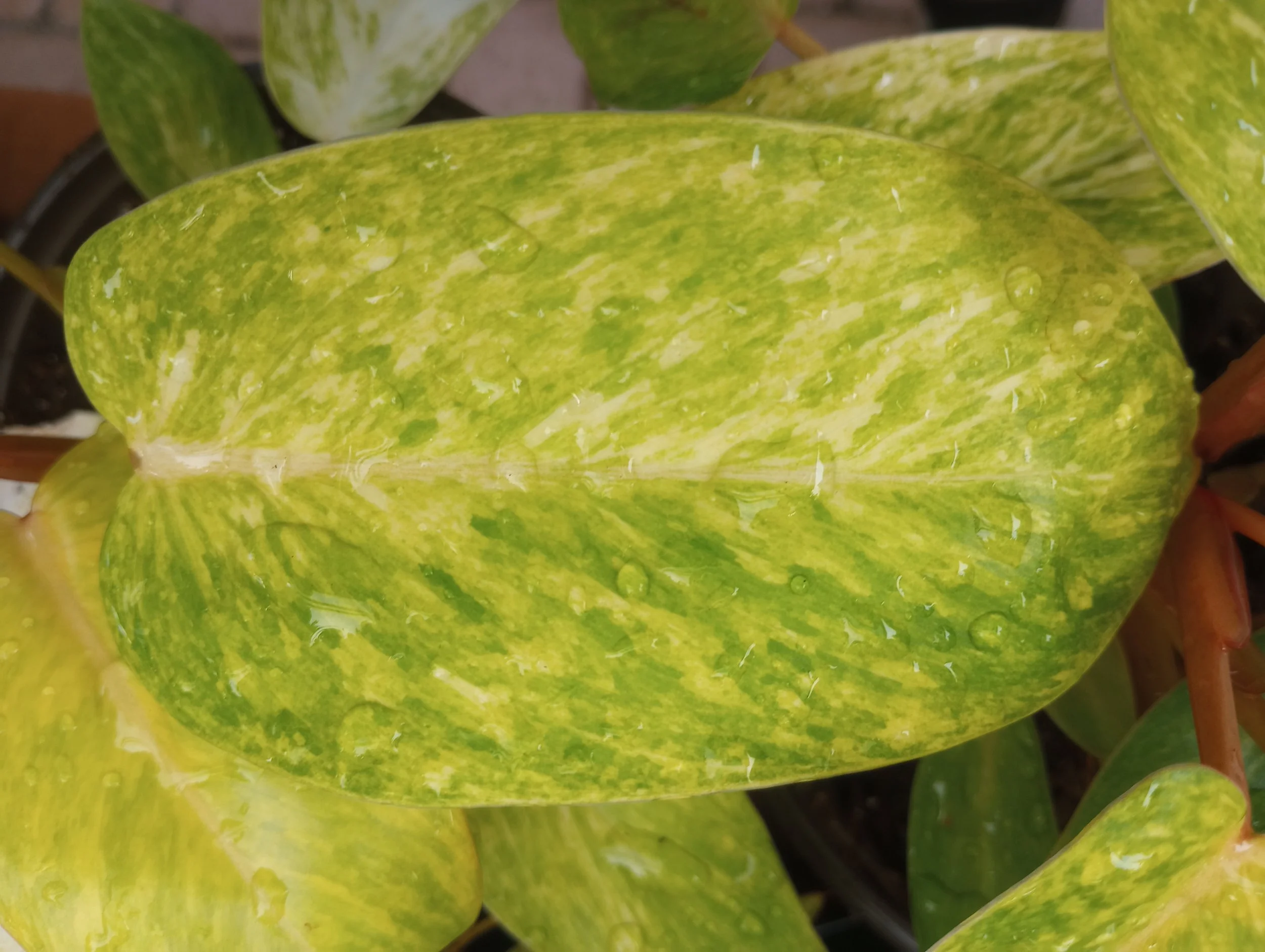 Philodendron Painted Lady