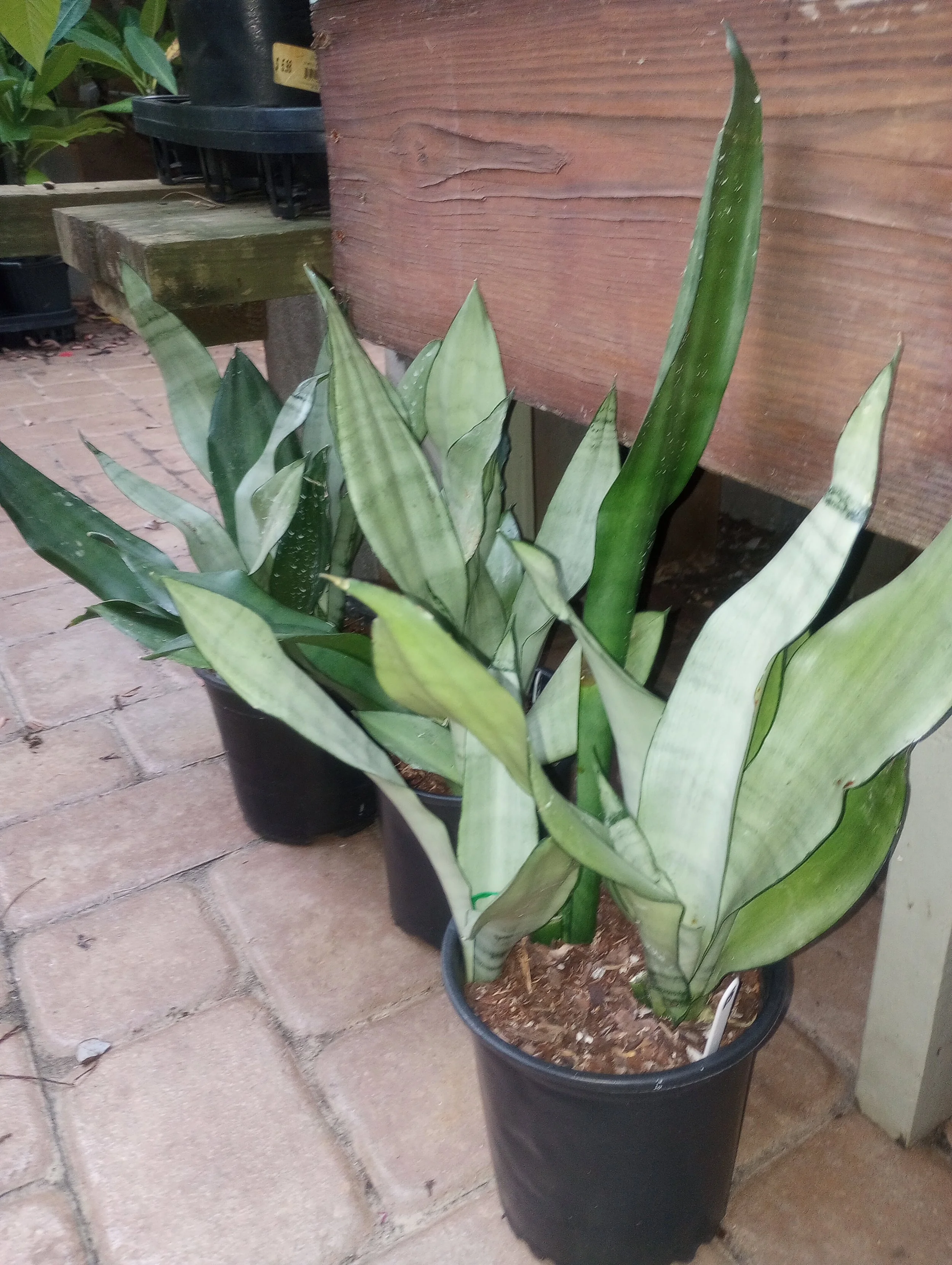 Sansevieria Moonshine