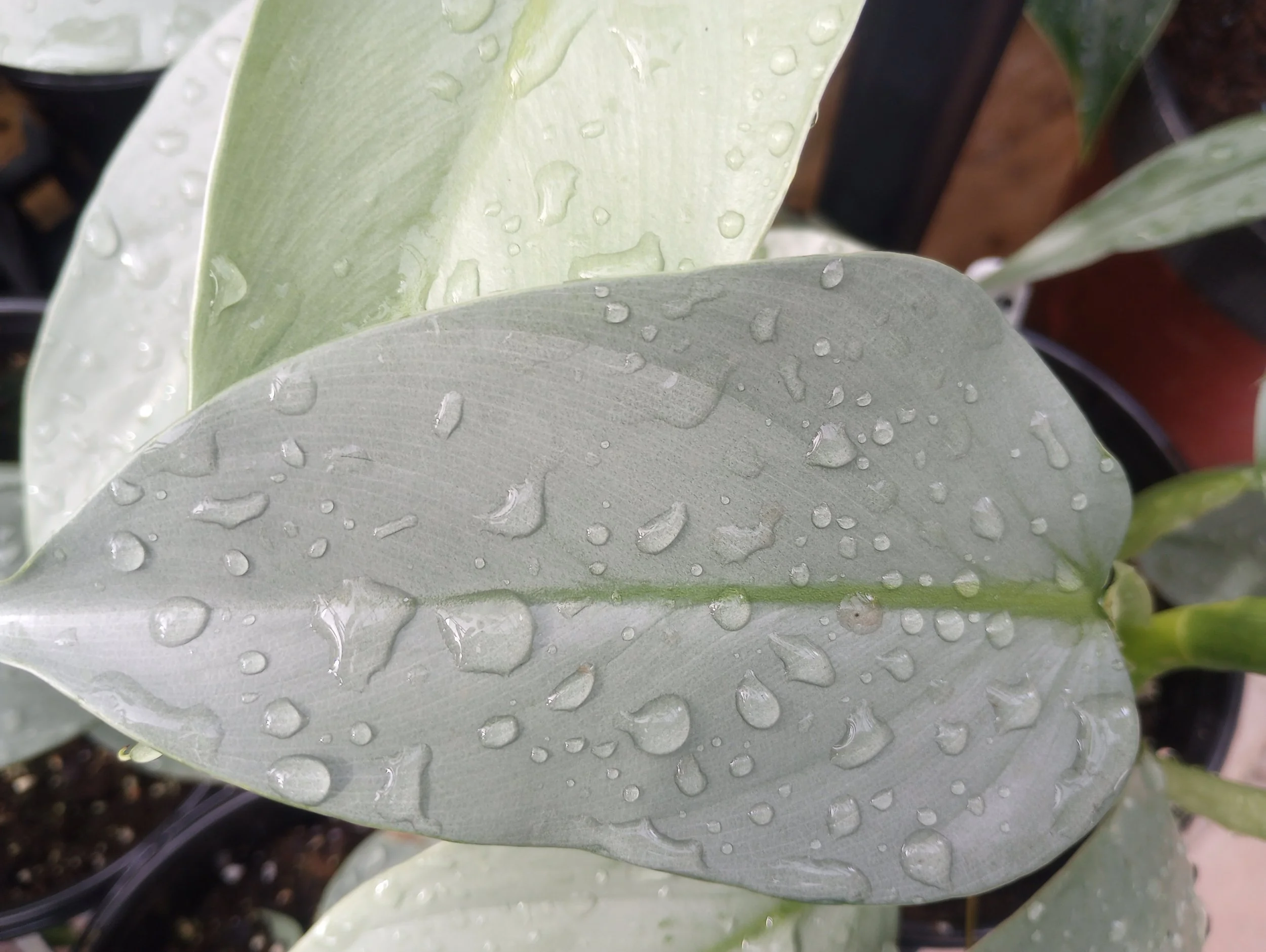 Philodendron Silver Sword