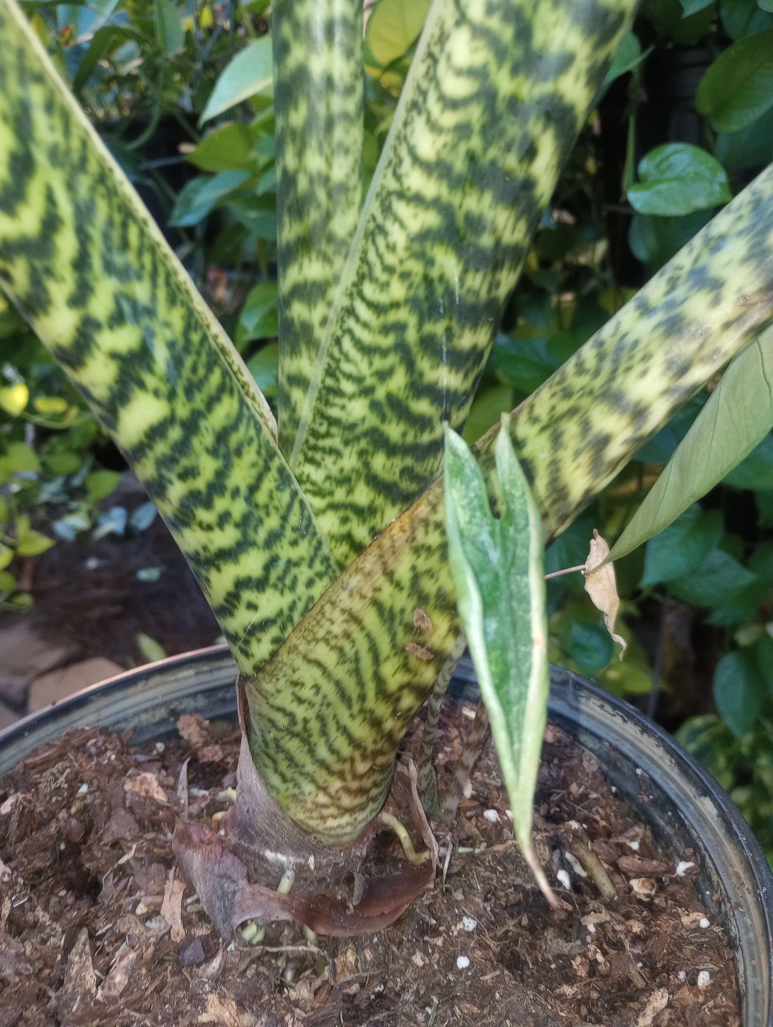 Alocasia, Ze rina (1).jpg