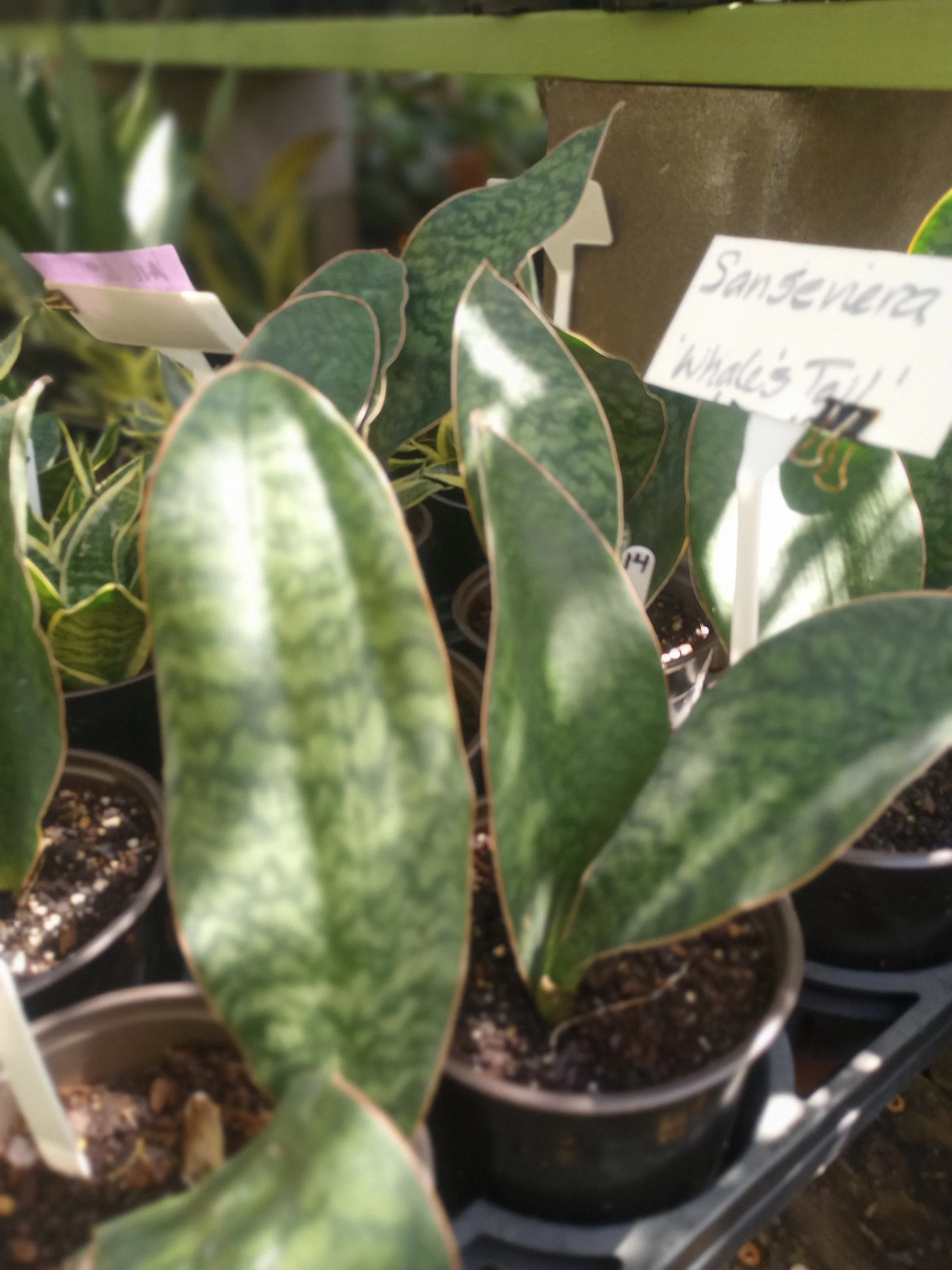 Sans Whales Tail (2).jpg