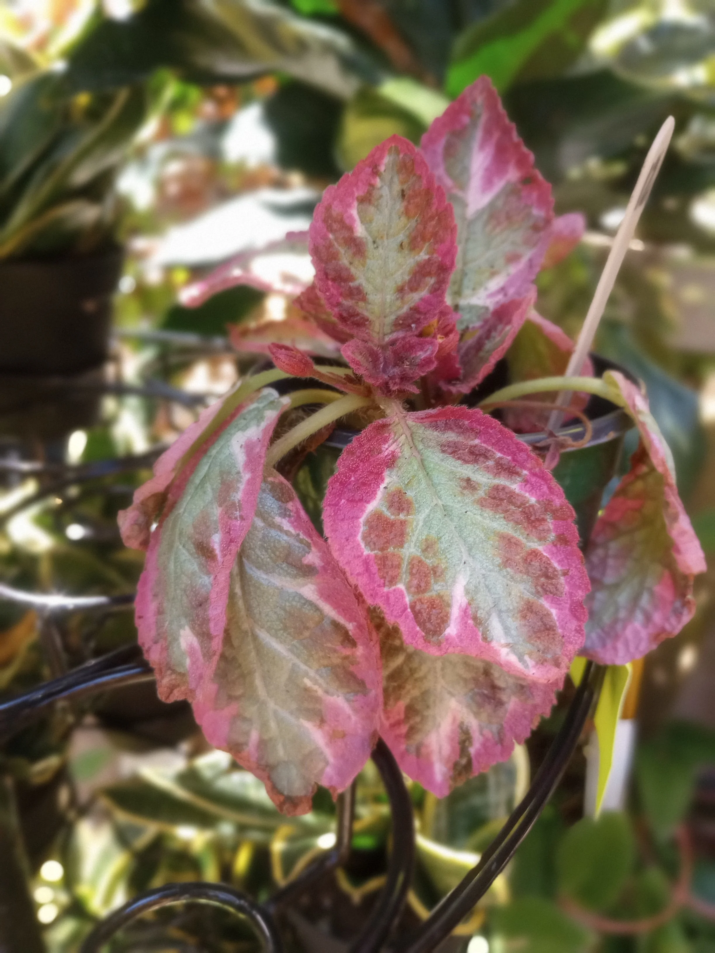 Episcia 'Pink Brocade'.jpg