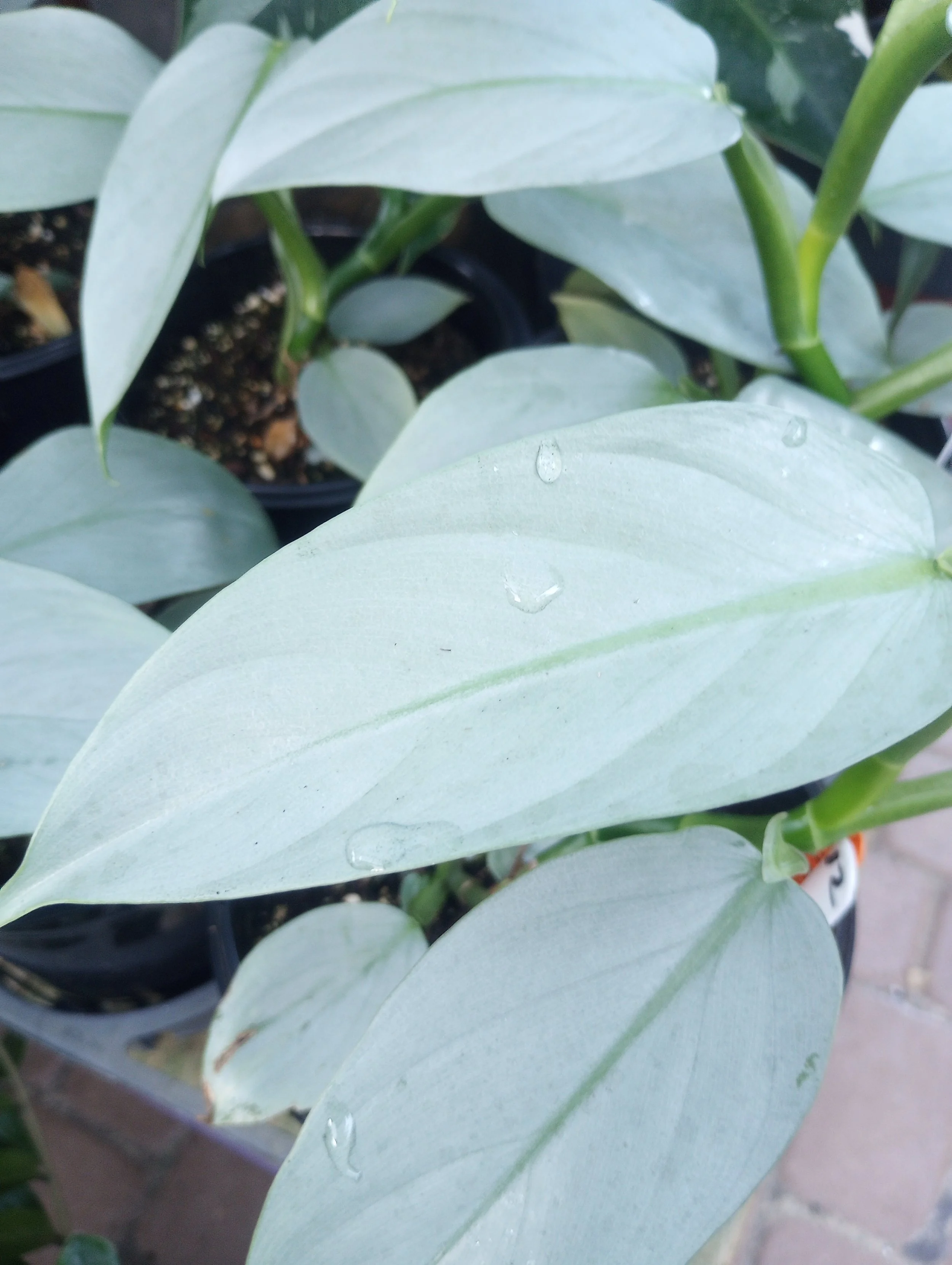 Silver Sword  (4).jpg