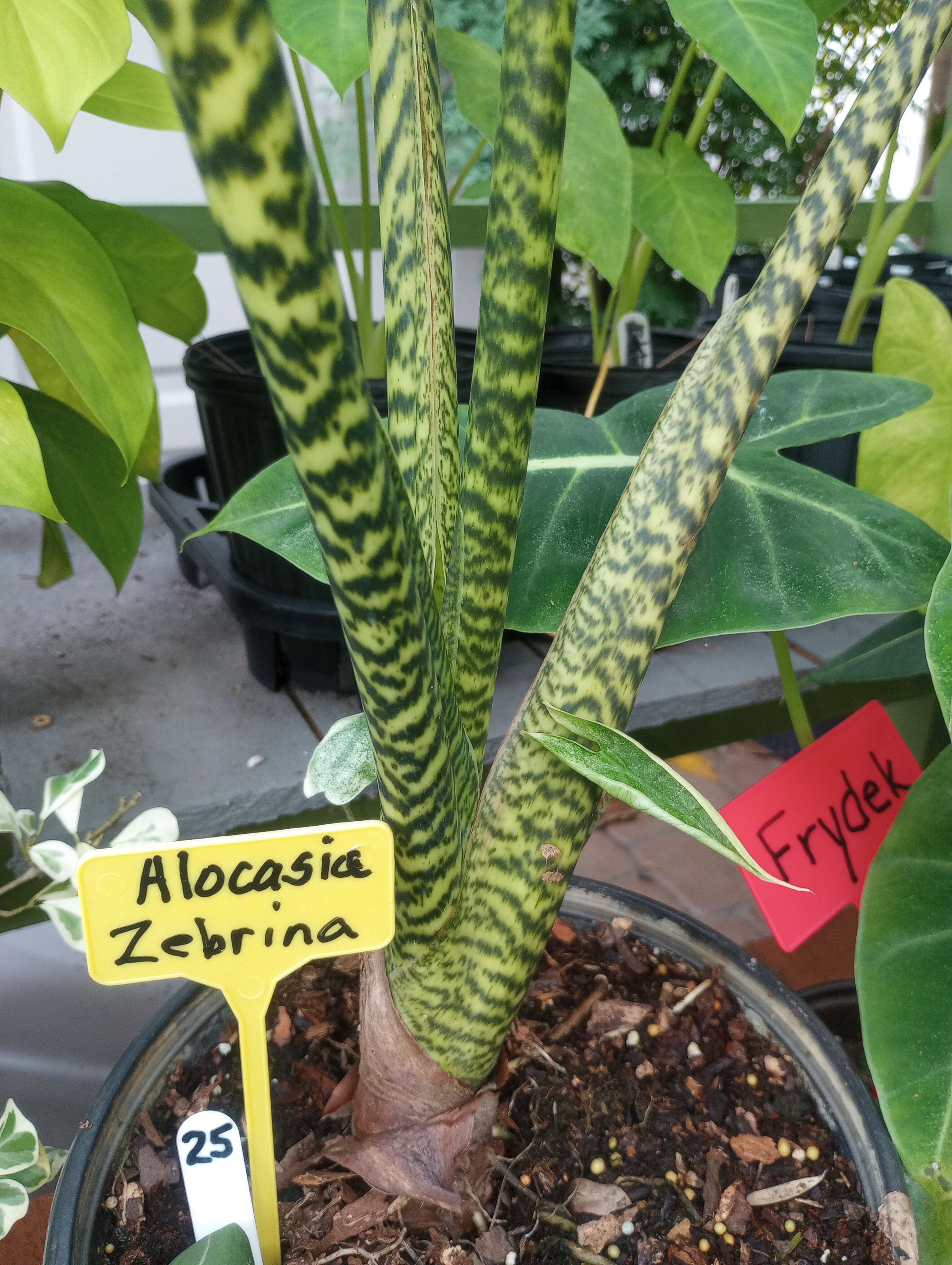 Alocasia Zebrina (4).jpg