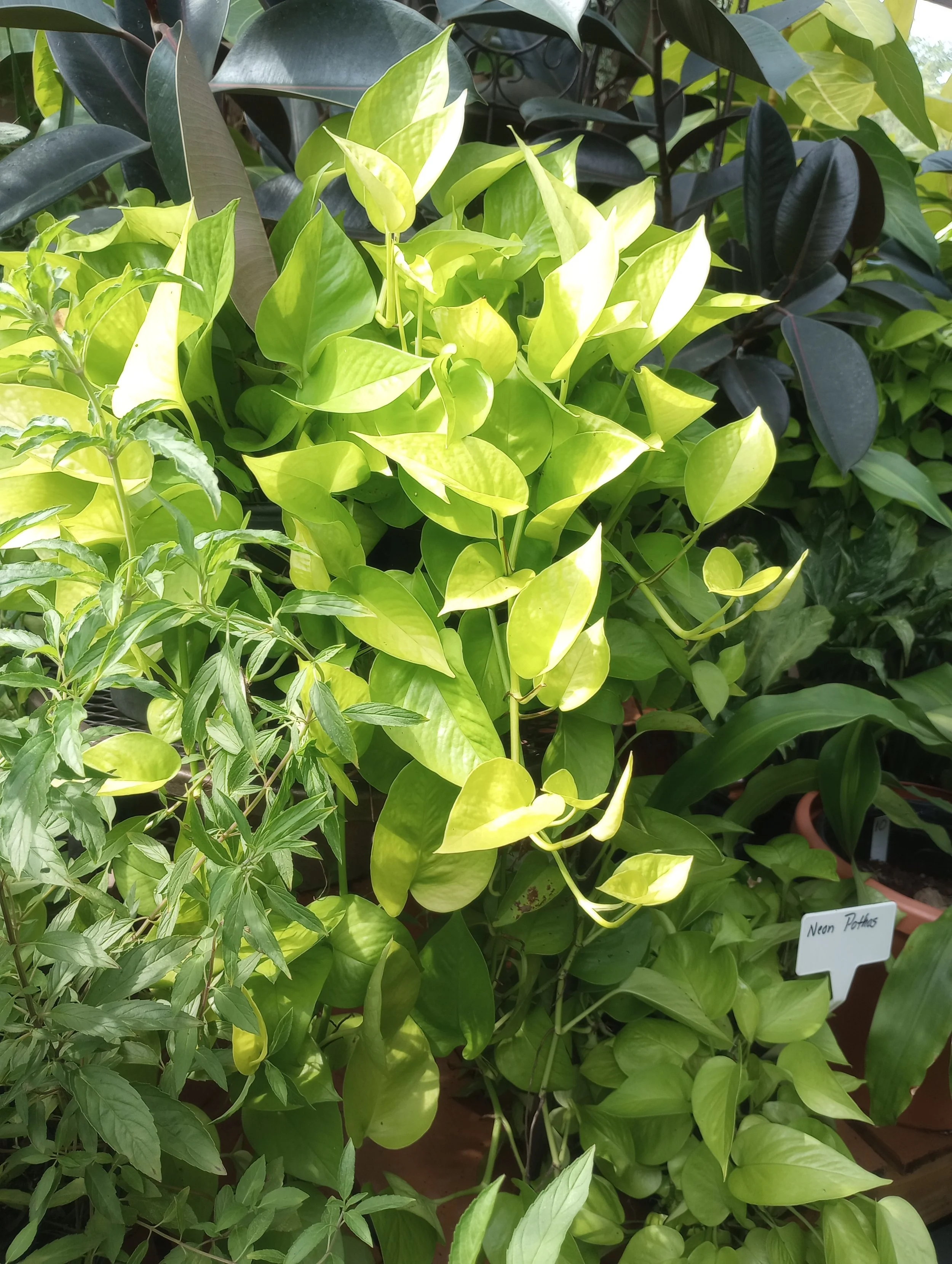 Pothos Neon