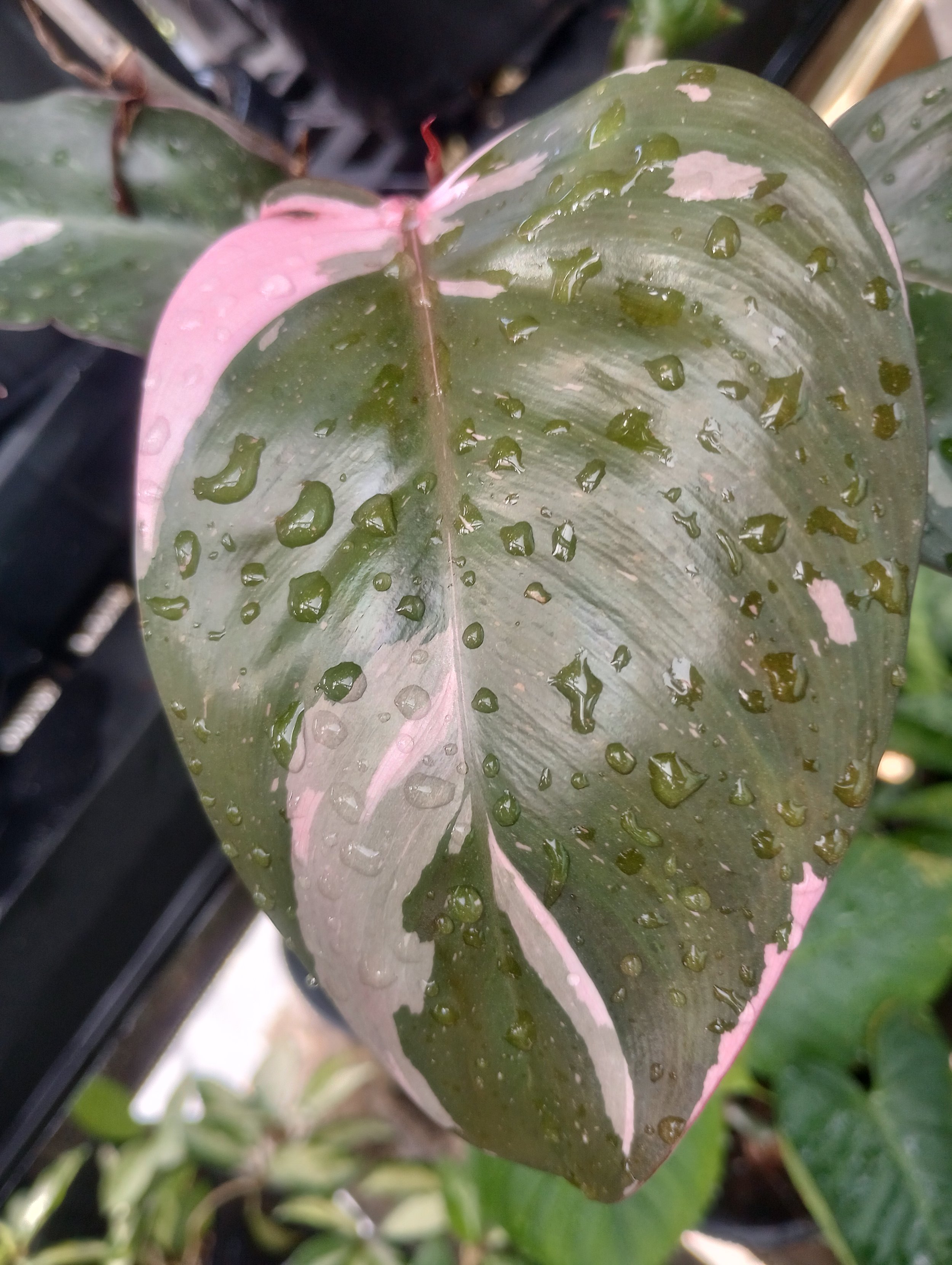 Philodendron Marble Pink Princess