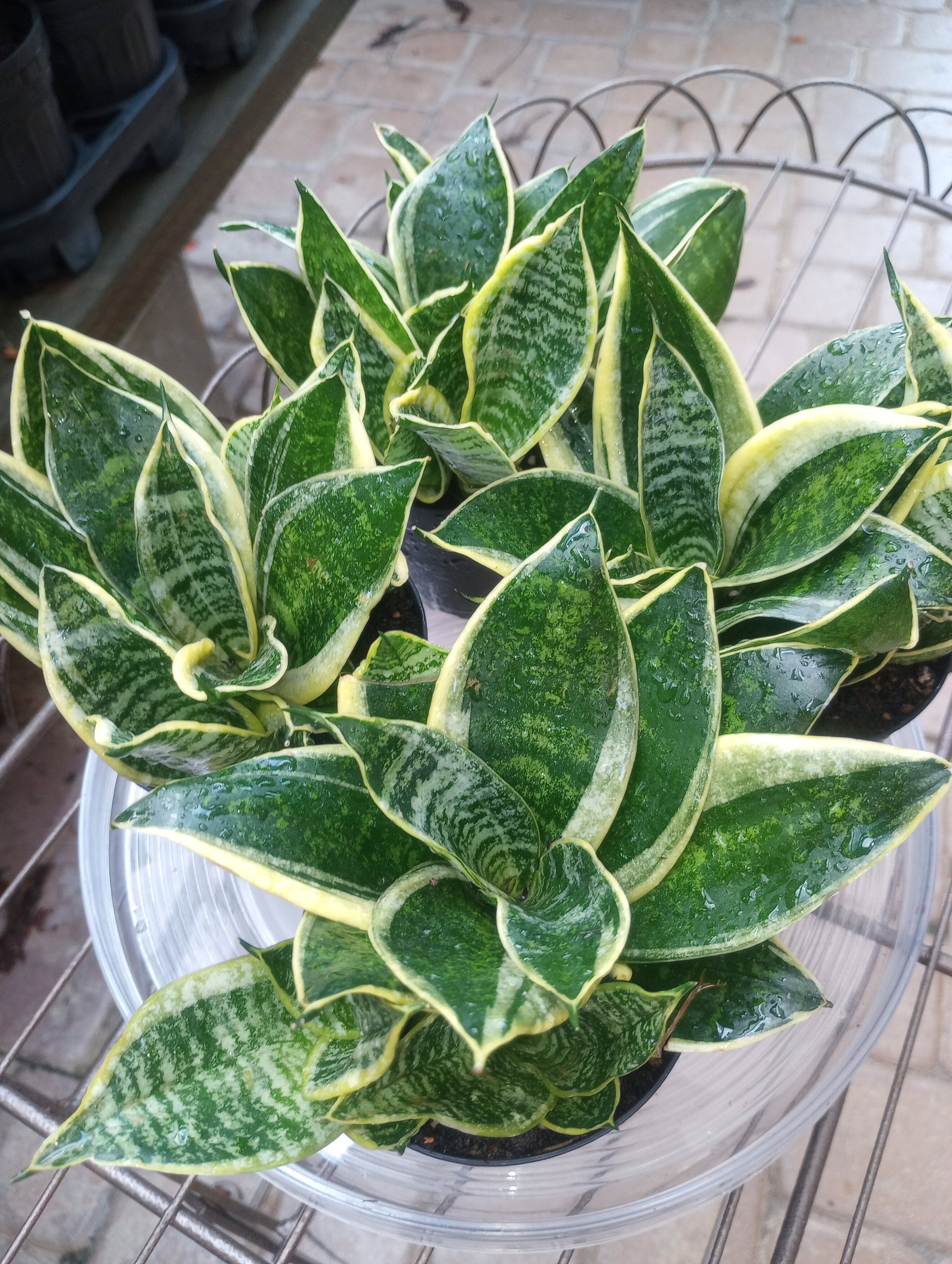 Sansevieria Superba Hanii (3).jpg