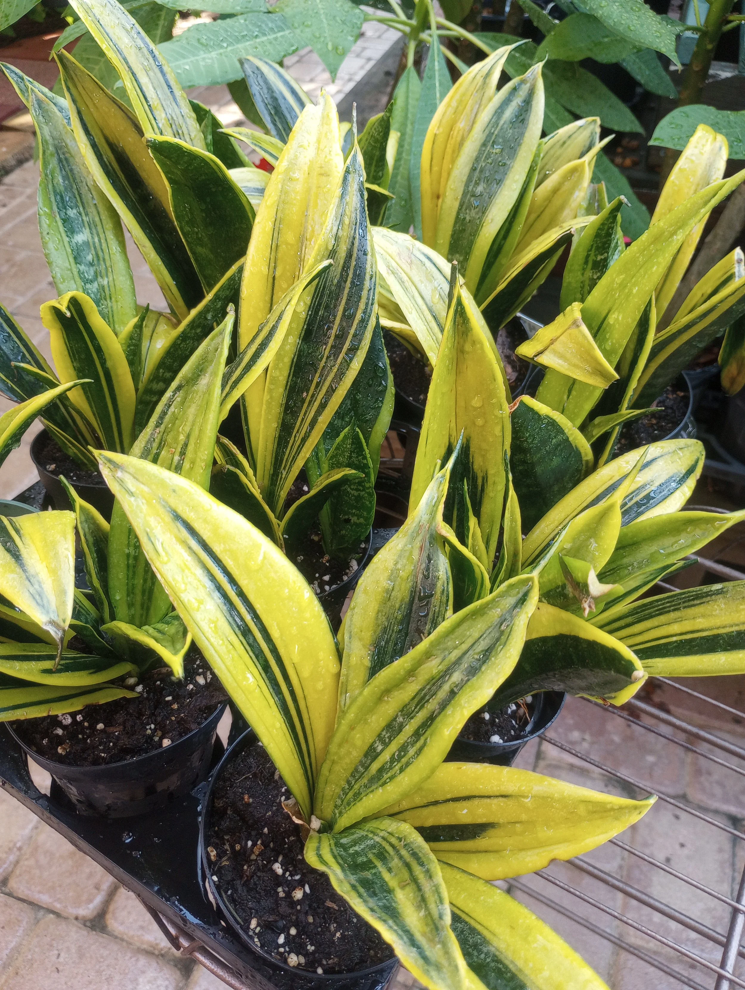 Sansevieria Golden Flame (6).jpg