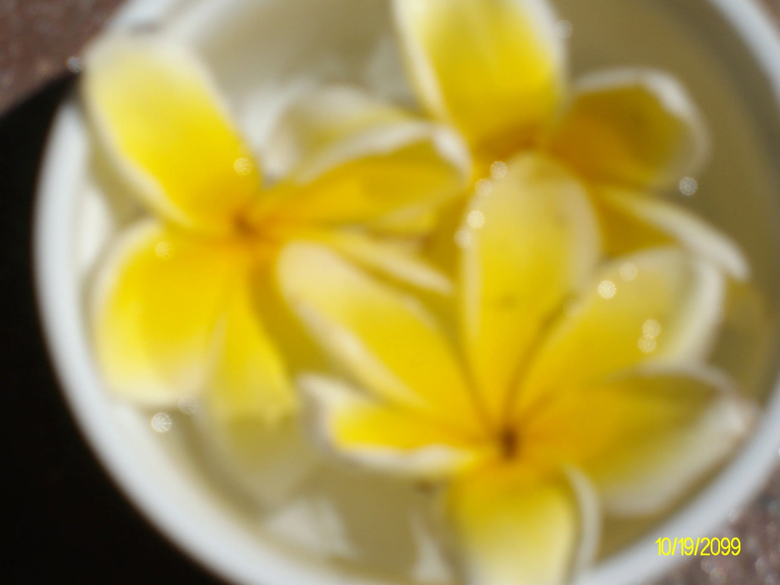 #1 Yellow with white border (6).JPG