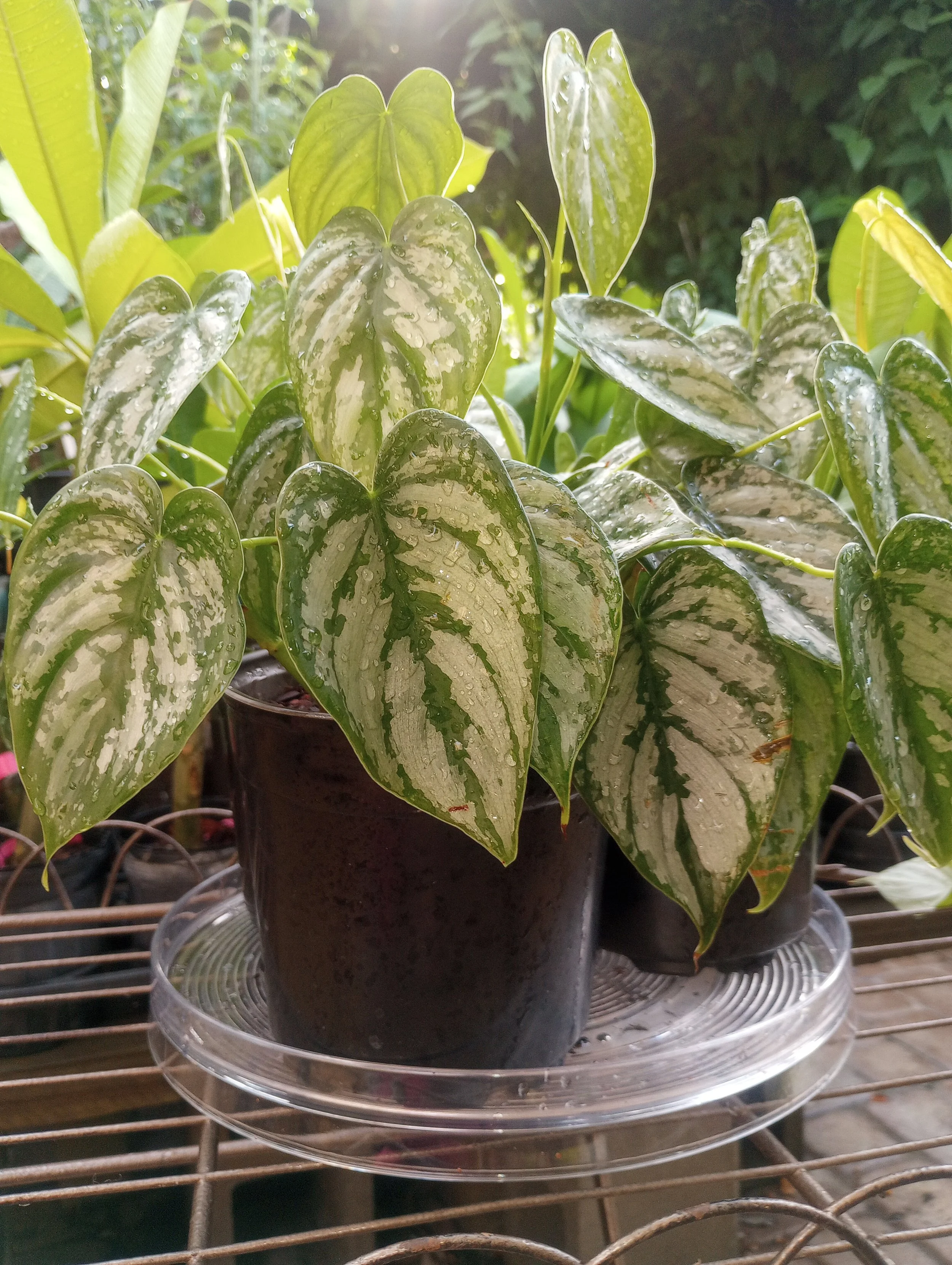 Philo Brandtianum (4).jpg