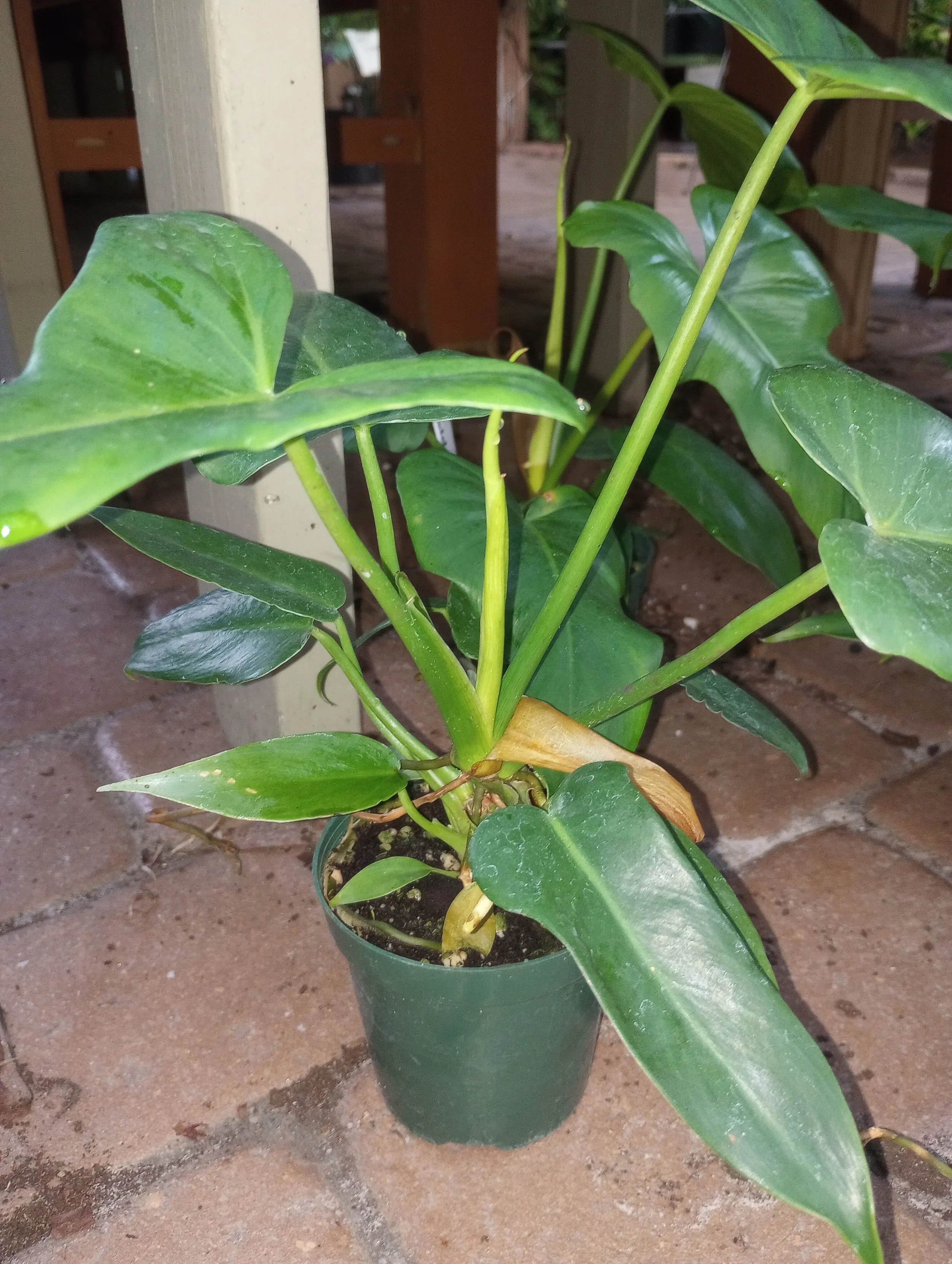 Philodendron Golden Dragon (1).jpg