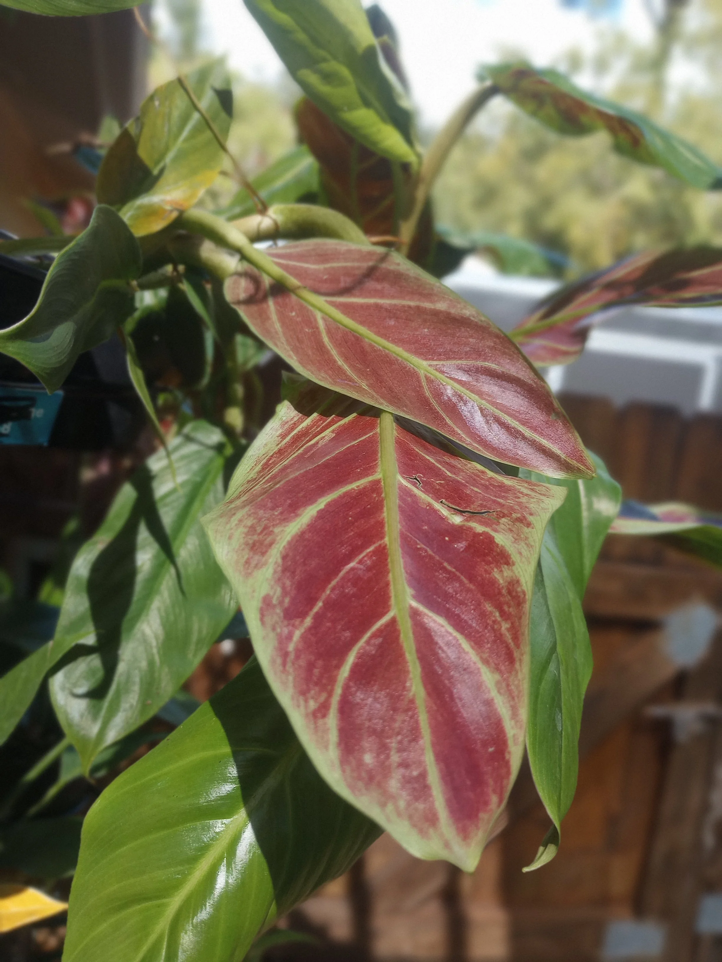 Philo, Subhastatum (1).jpg