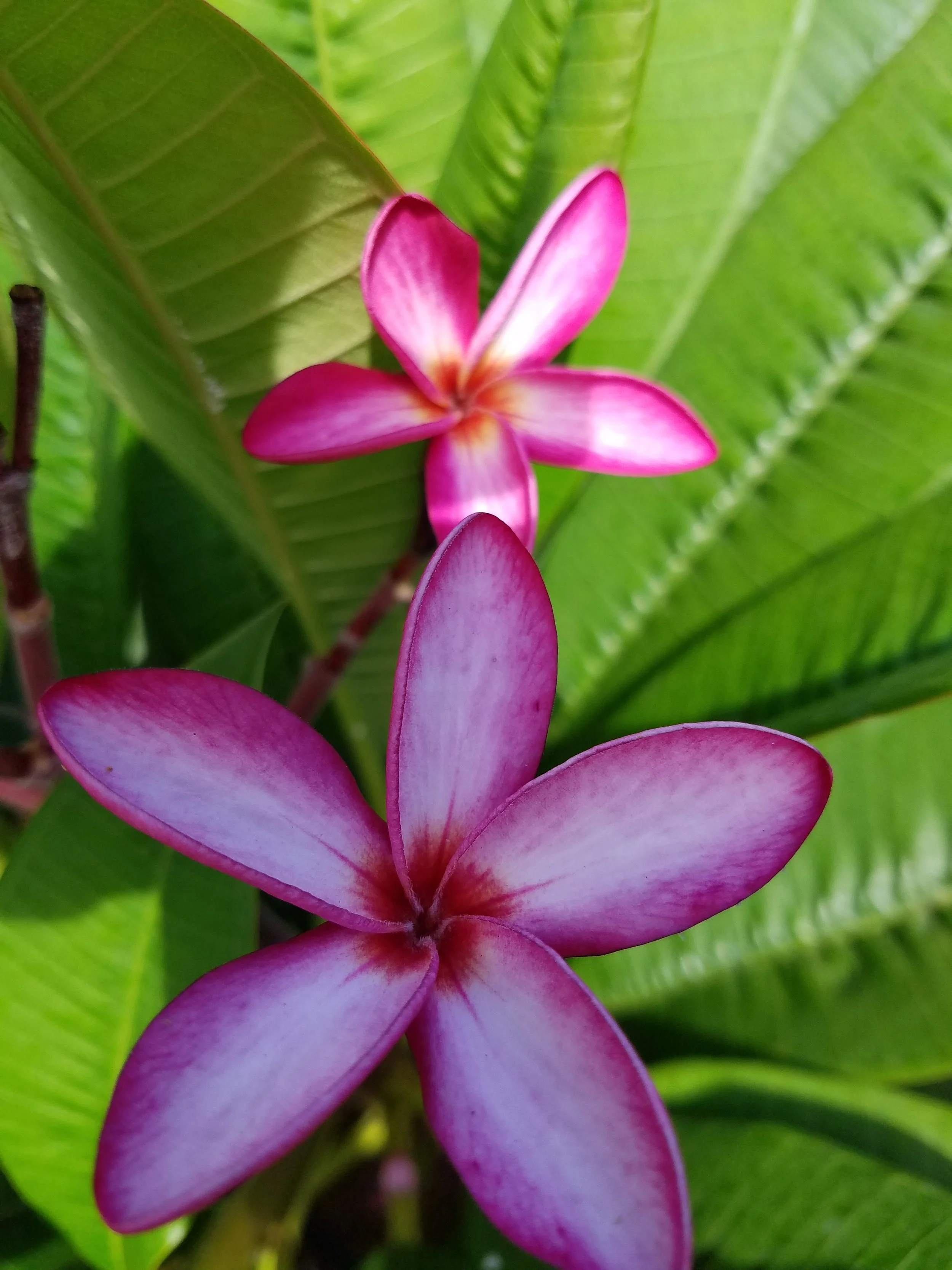 Pink Nova July2021 (3).jpg