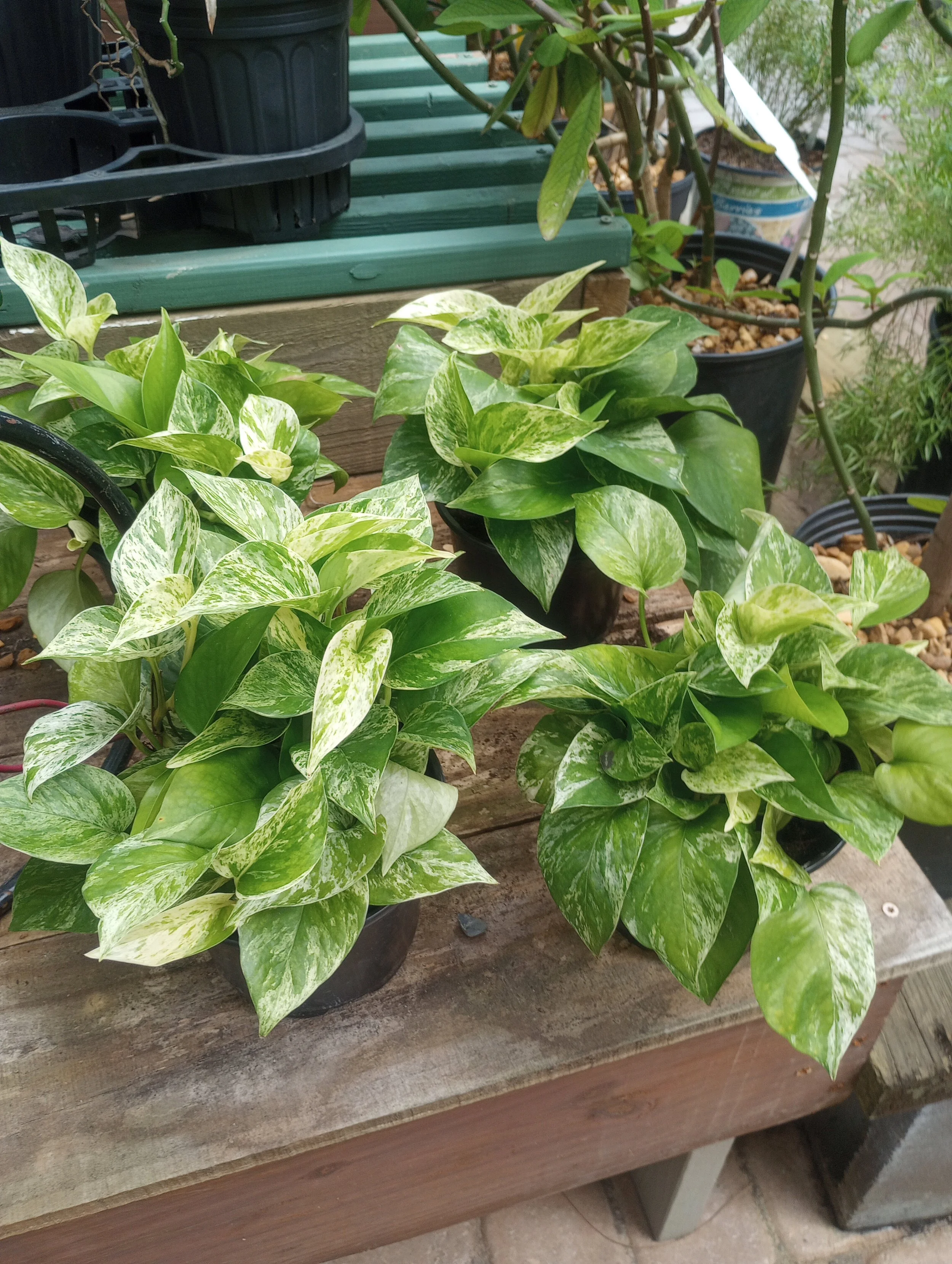 Pothos Snow Queen