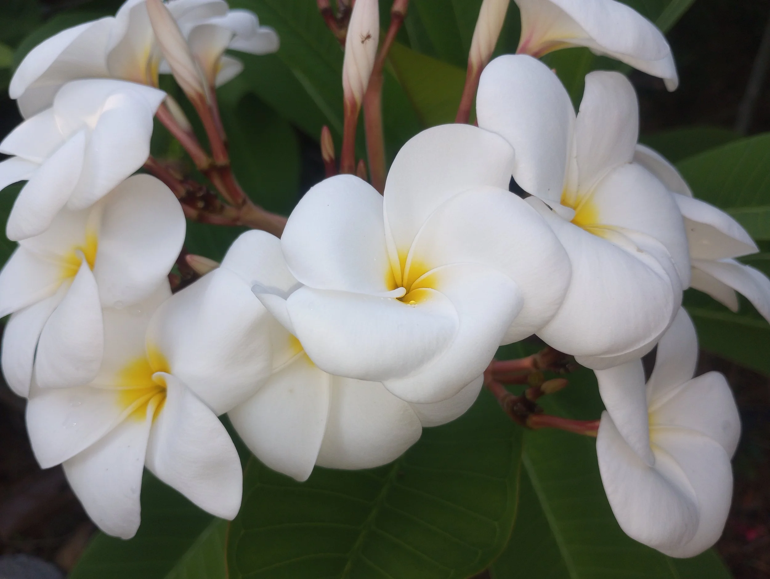 White Samoan Fluff (3).jpg