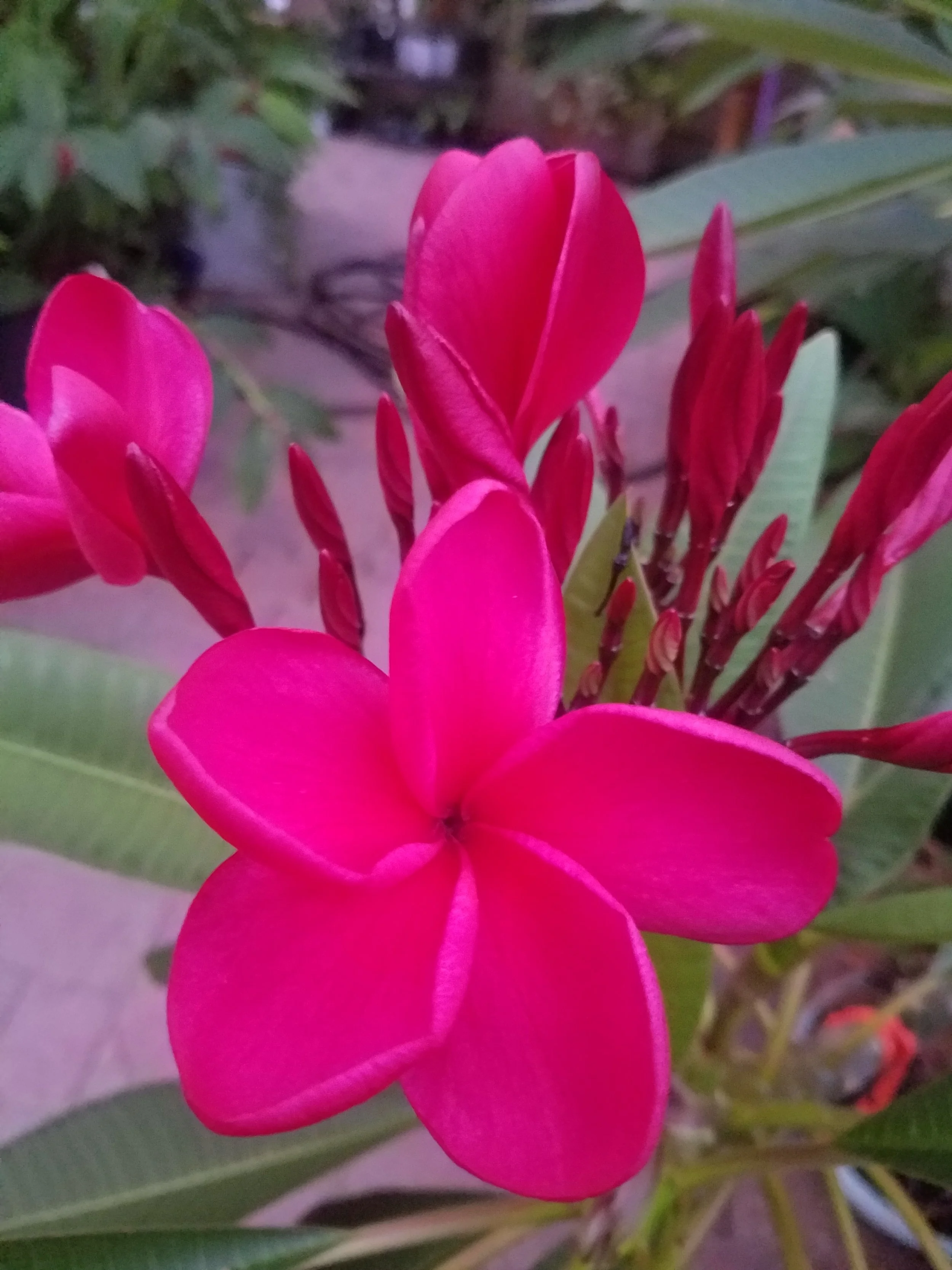 #6 Premium Pink (5) 2022.jpg