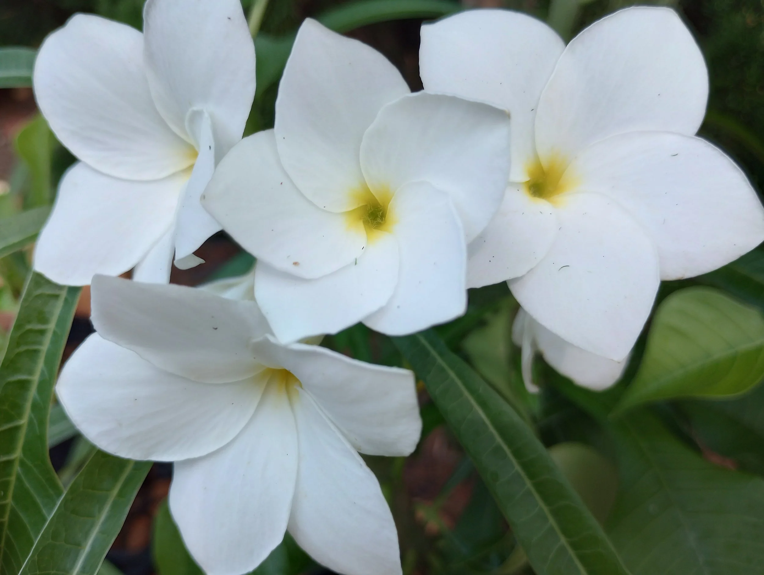 Bridal Bouquet a.k.a. Pudica