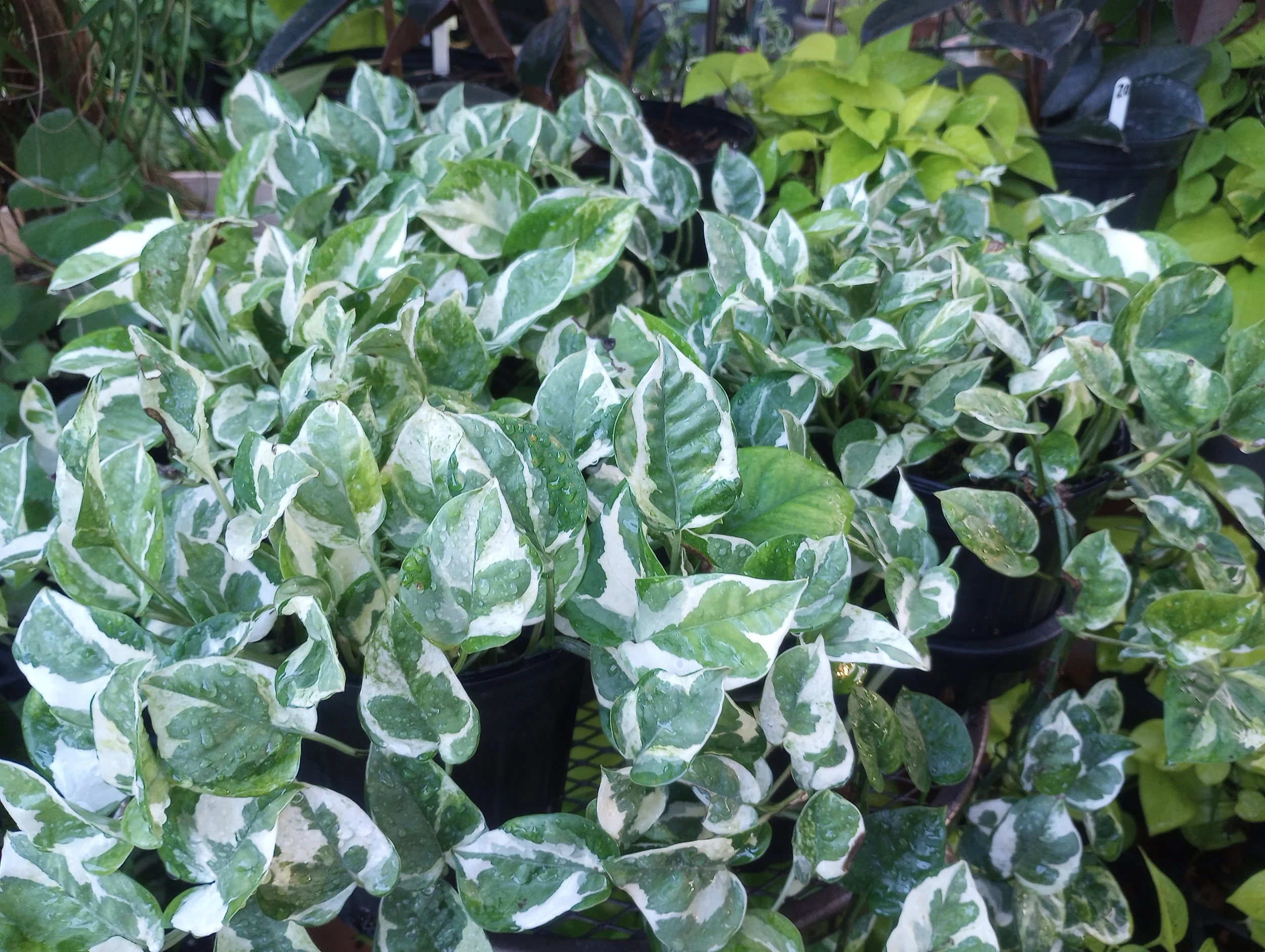 Pothos Pearls and Jade
