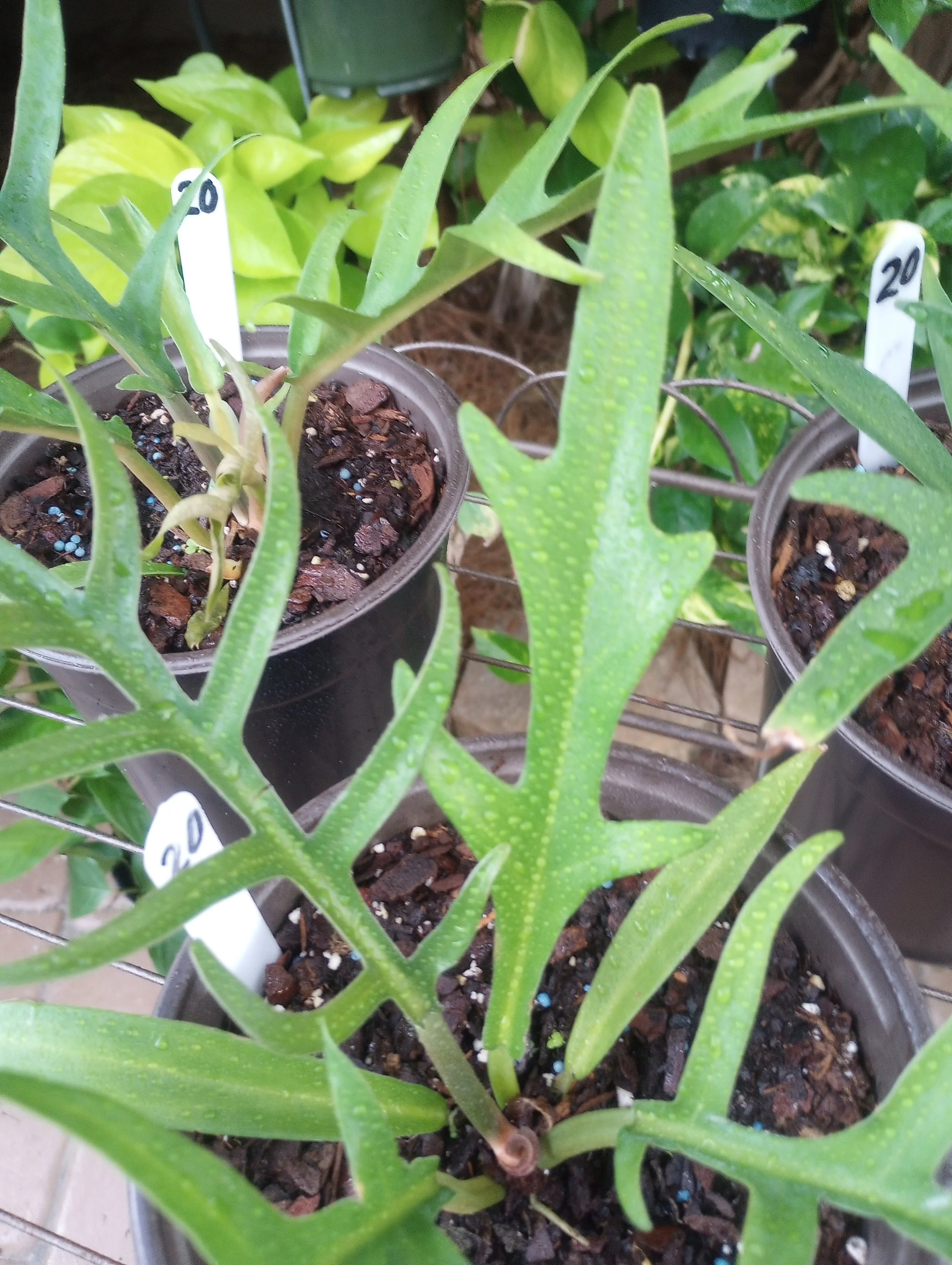 Philo Tortum (3).jpg