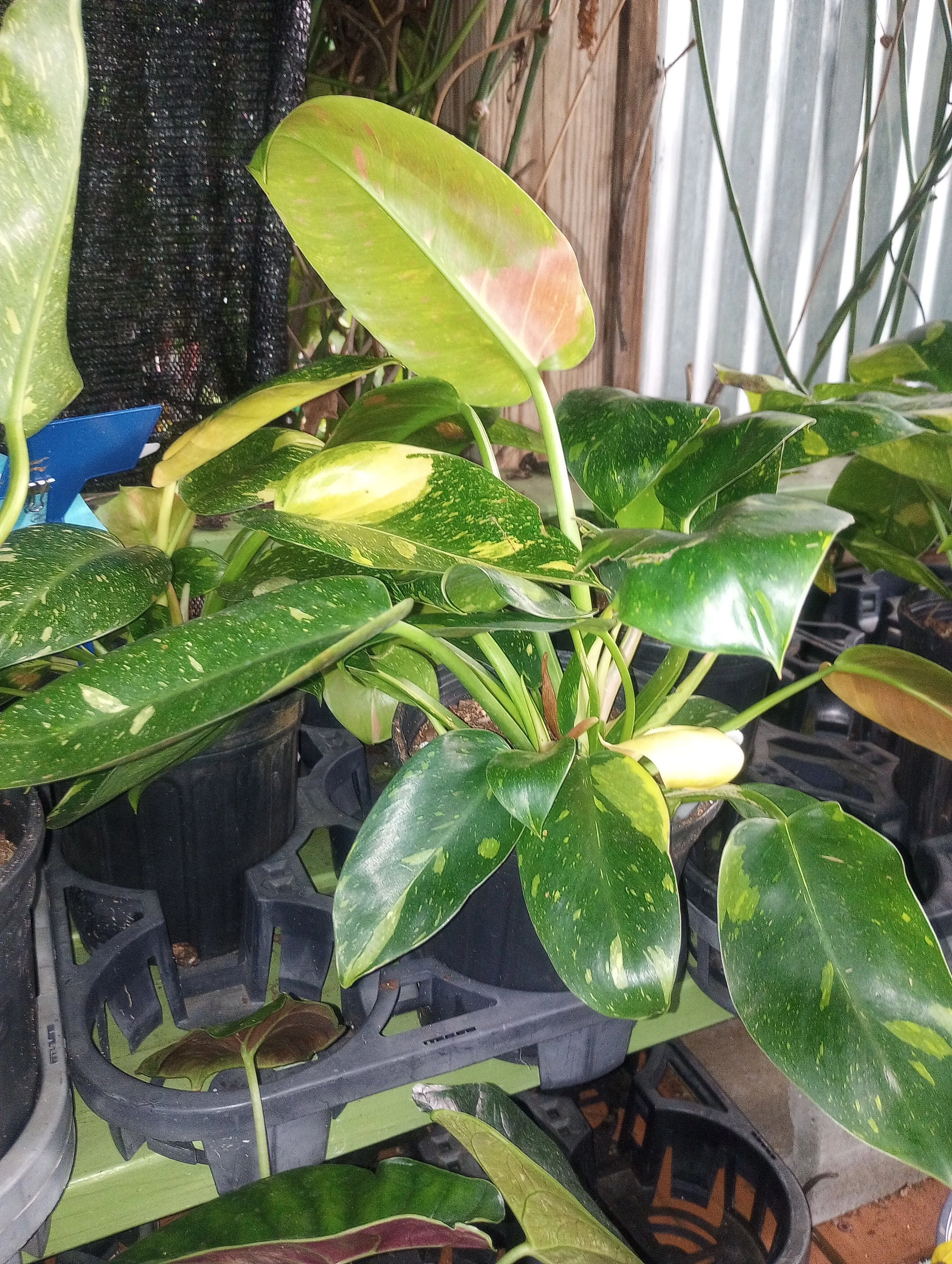 Philodendron Green Congo Copper Flame