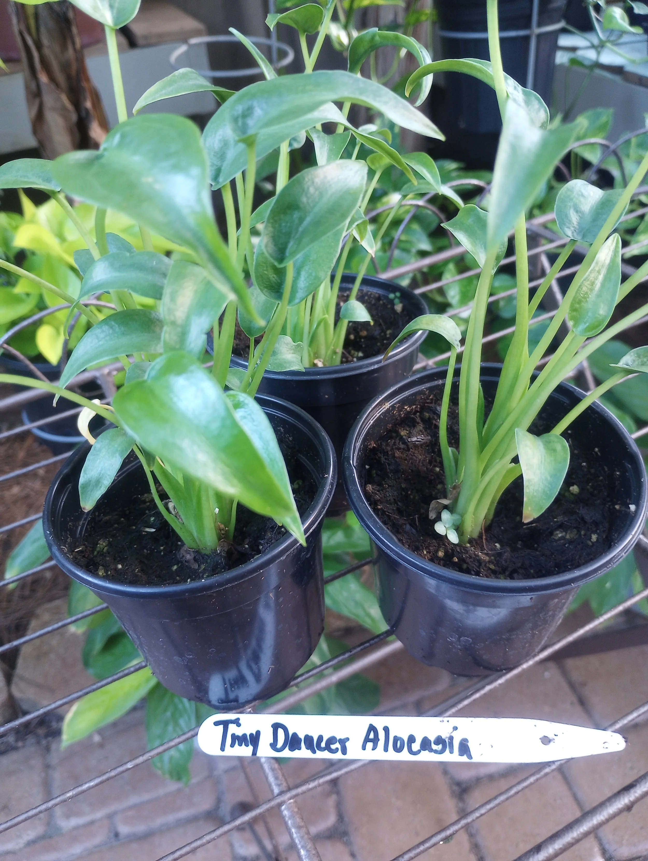 Alocasia Tiny Dancer (7).jpg