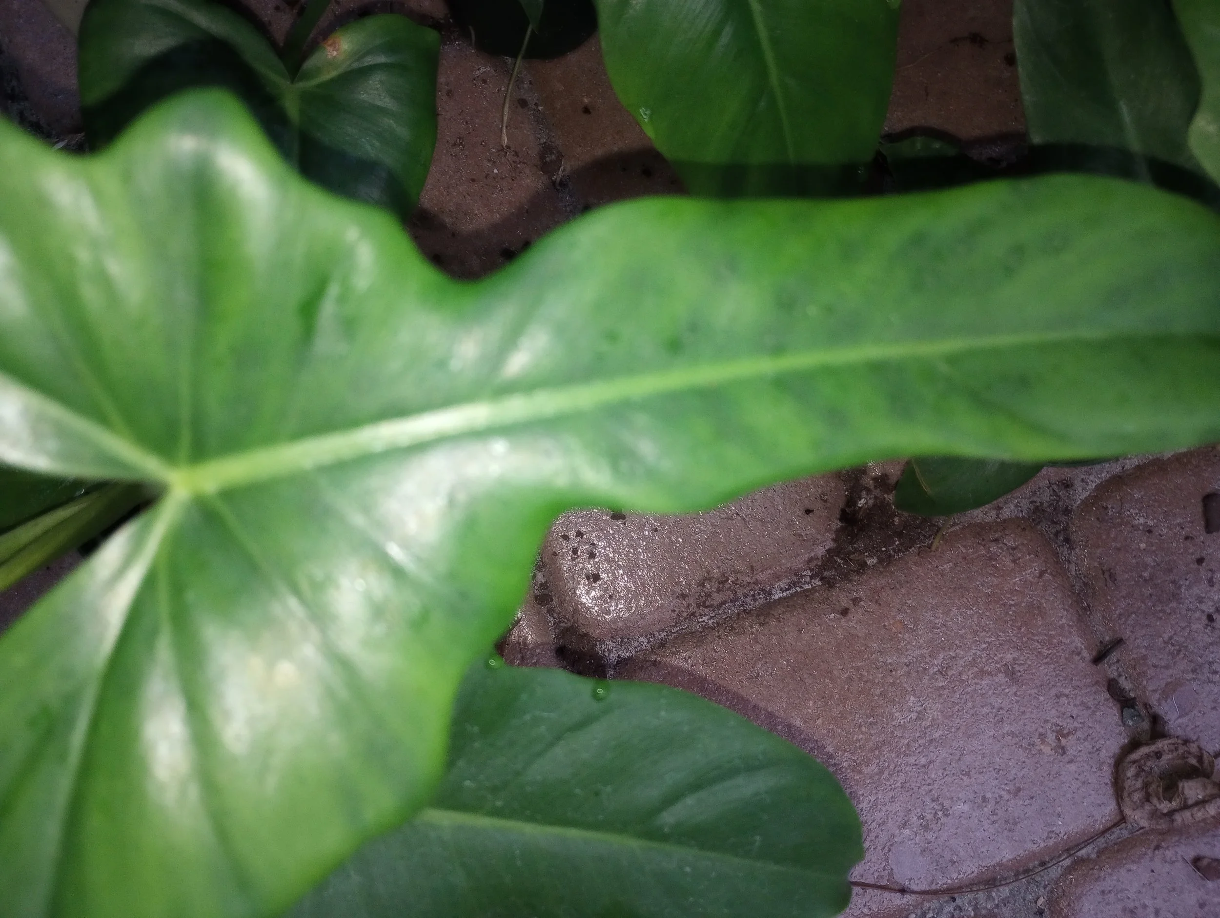 Philodendron Golden Dragon