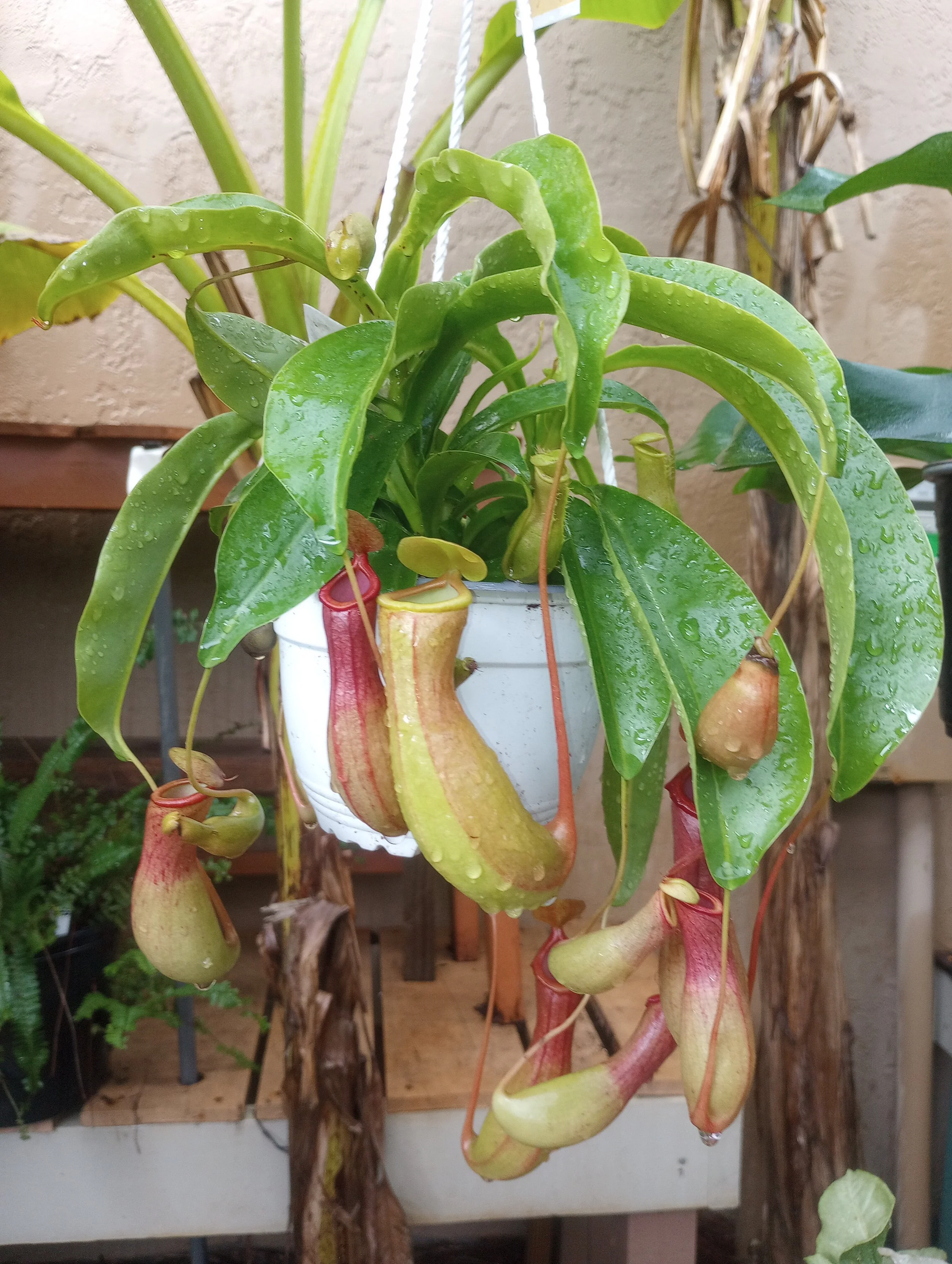 Nepenthes Pitcher Plant (4).jpg