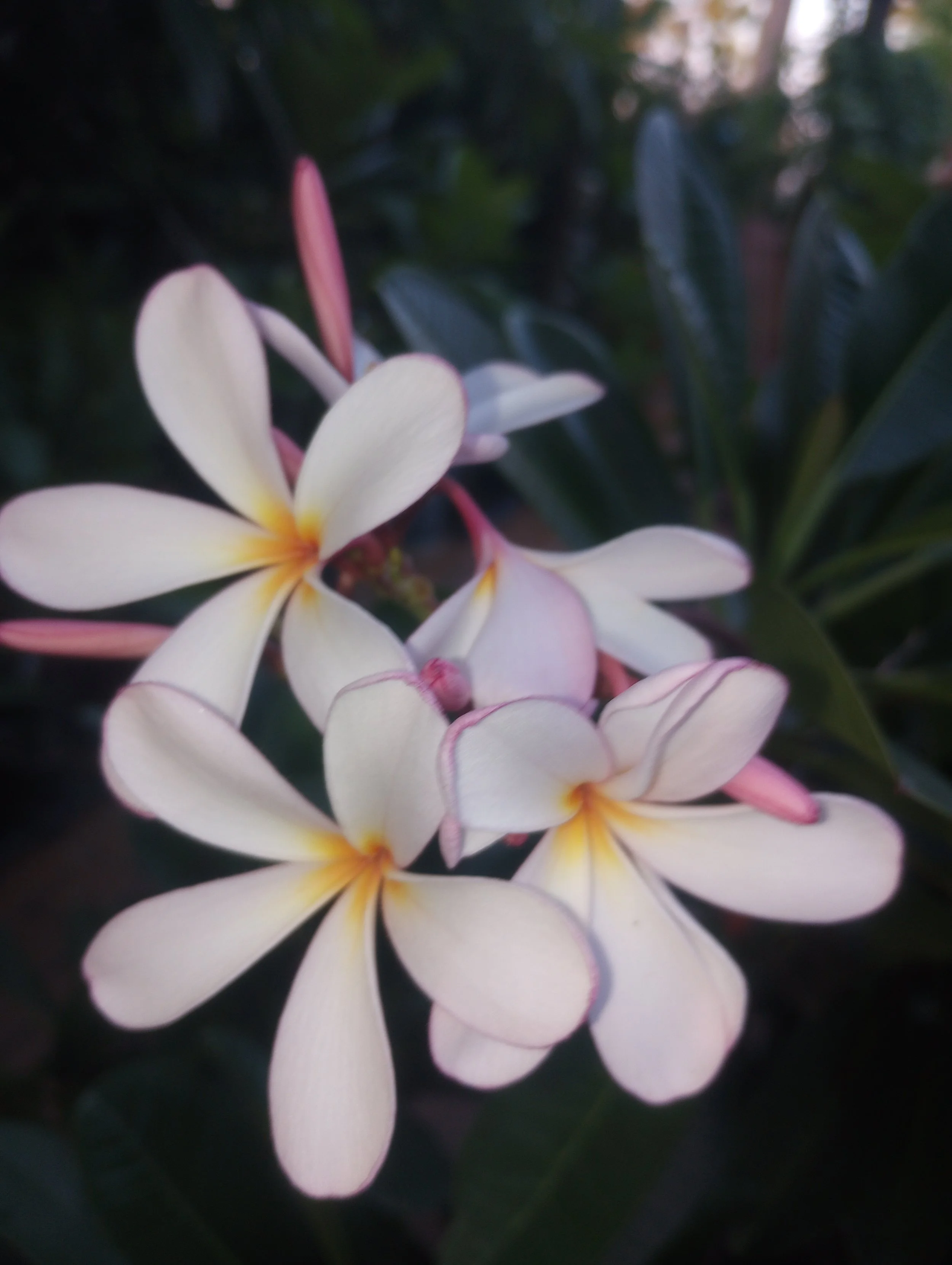 Dwarf Singapore Pink (2).jpg