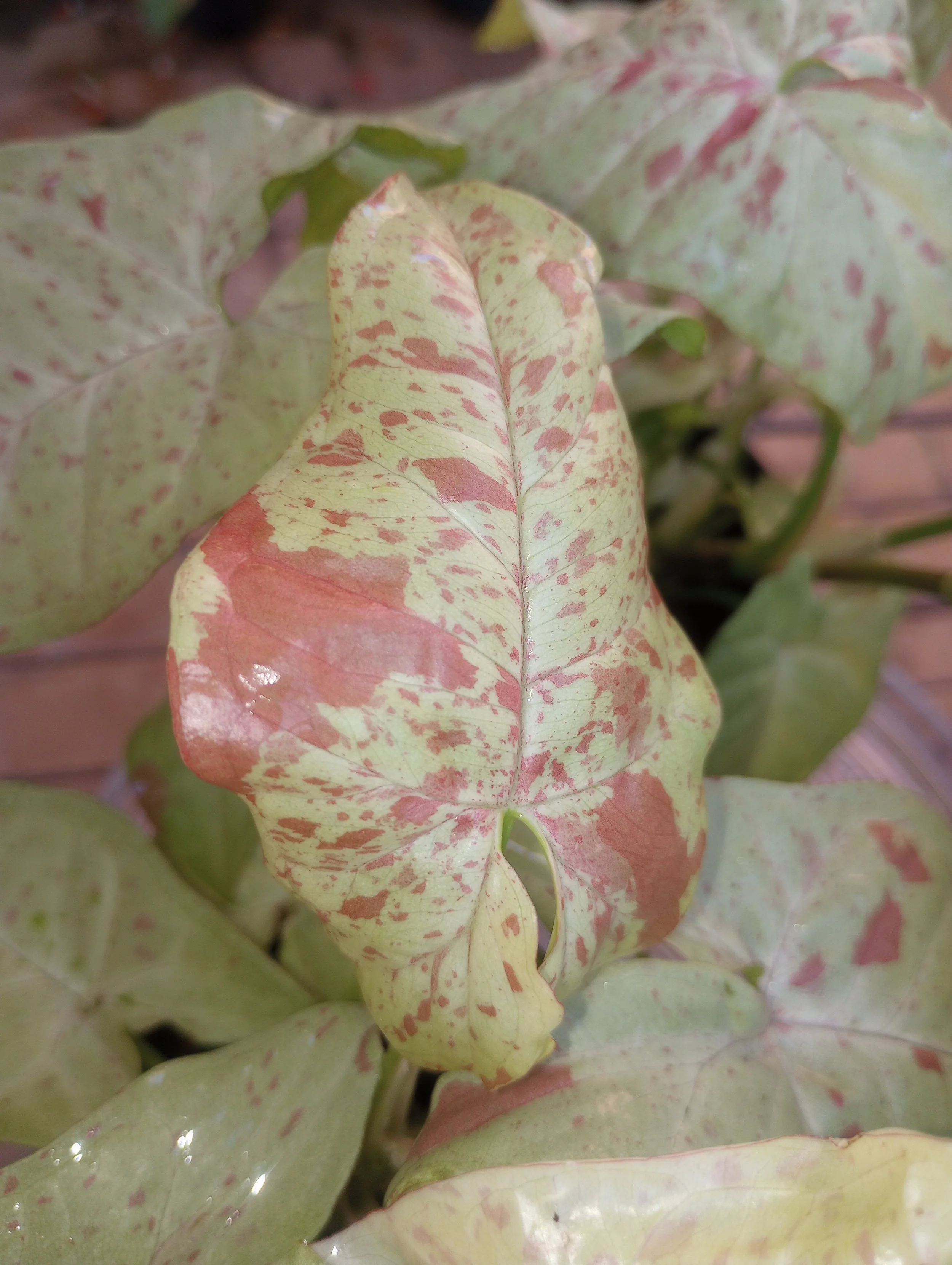 Syngonium Milk and Confetti (5).jpg