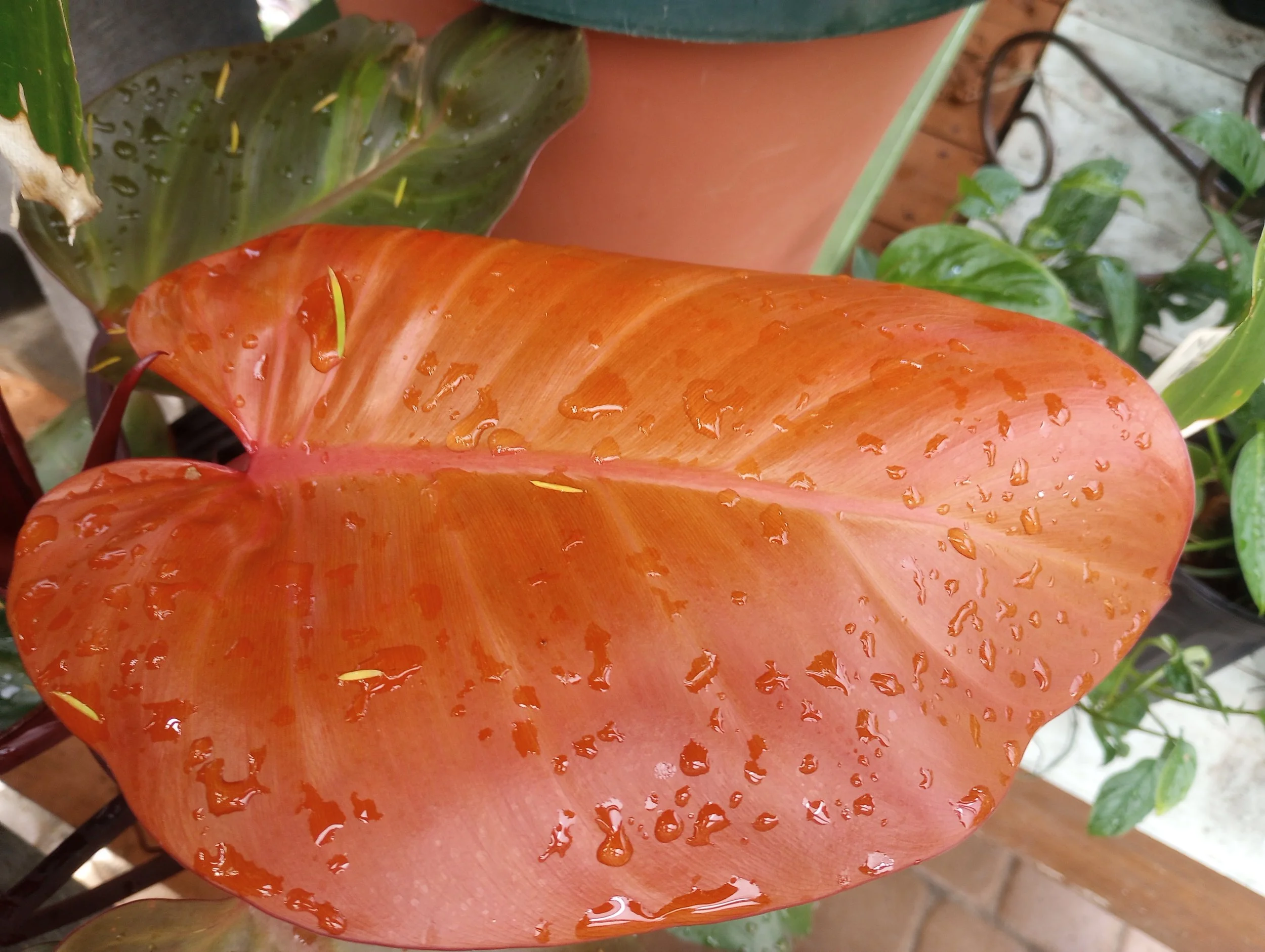 Philodendron McCauley's Finale