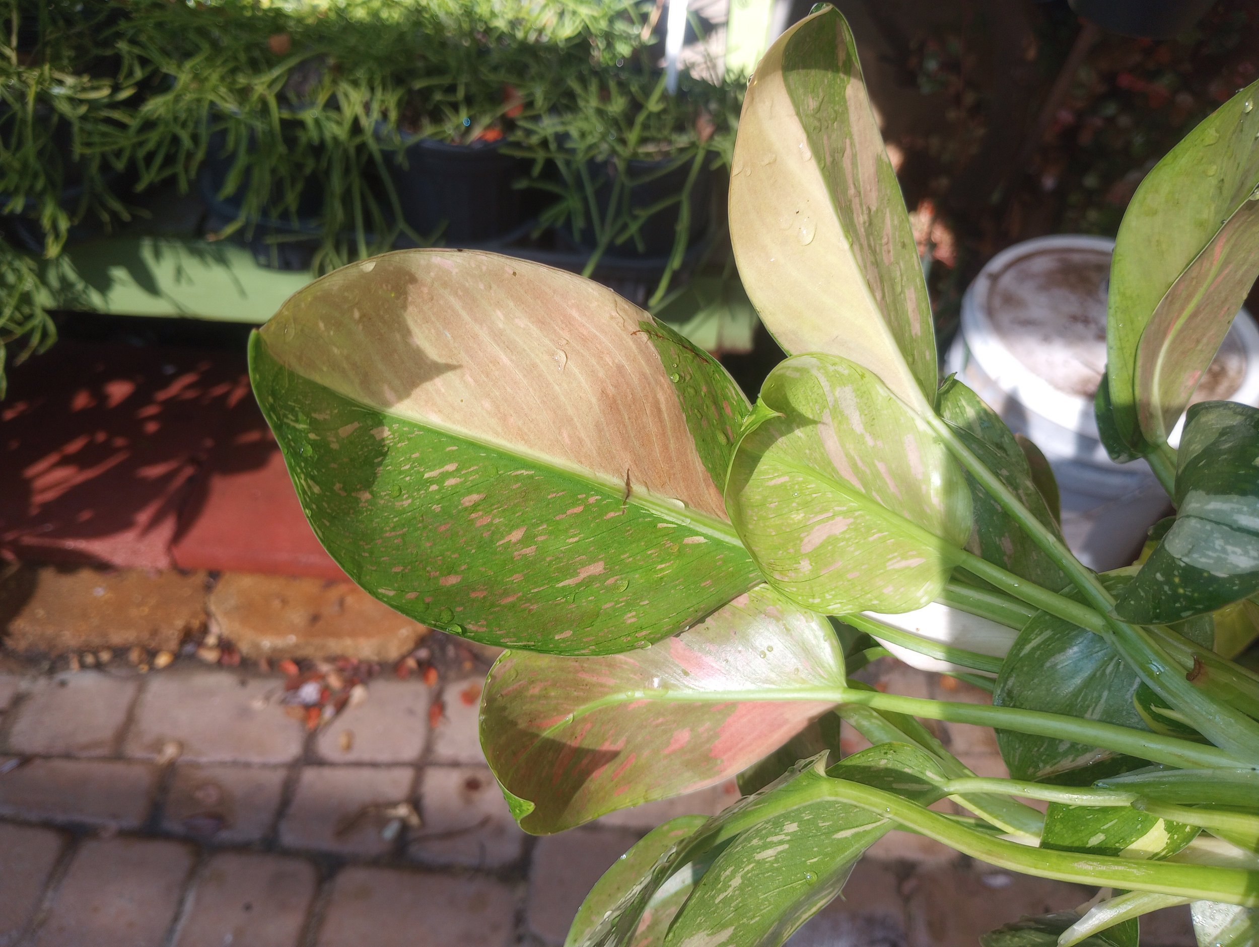 Philo Green Congo Copper Flame (5).jpg