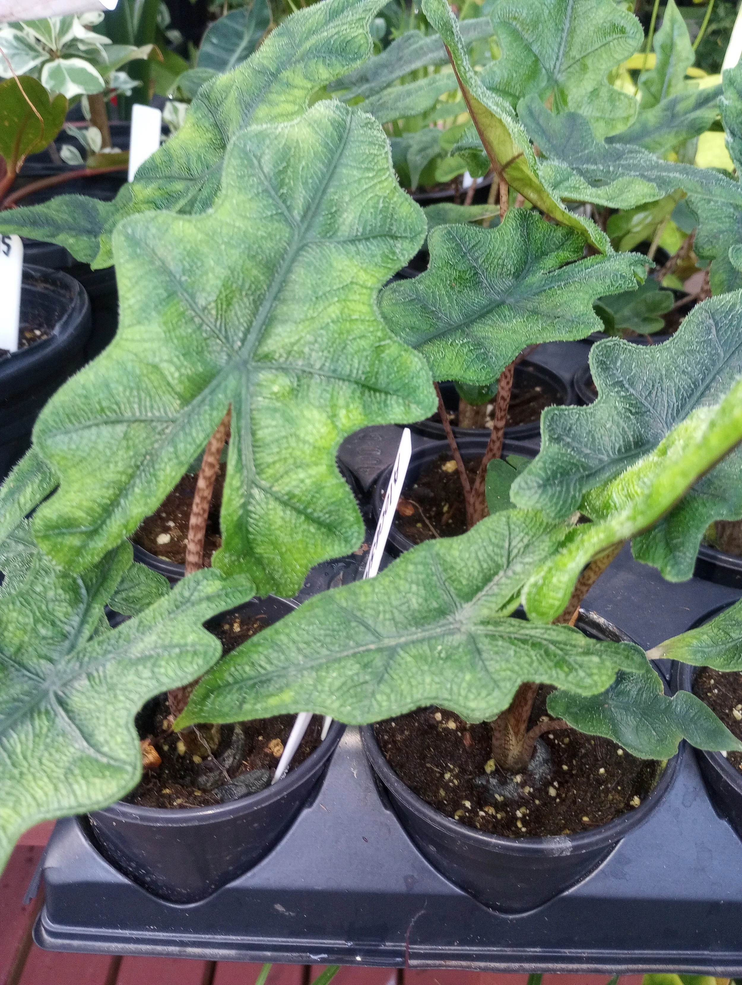 Alocasia Jacklyn (2).jpg