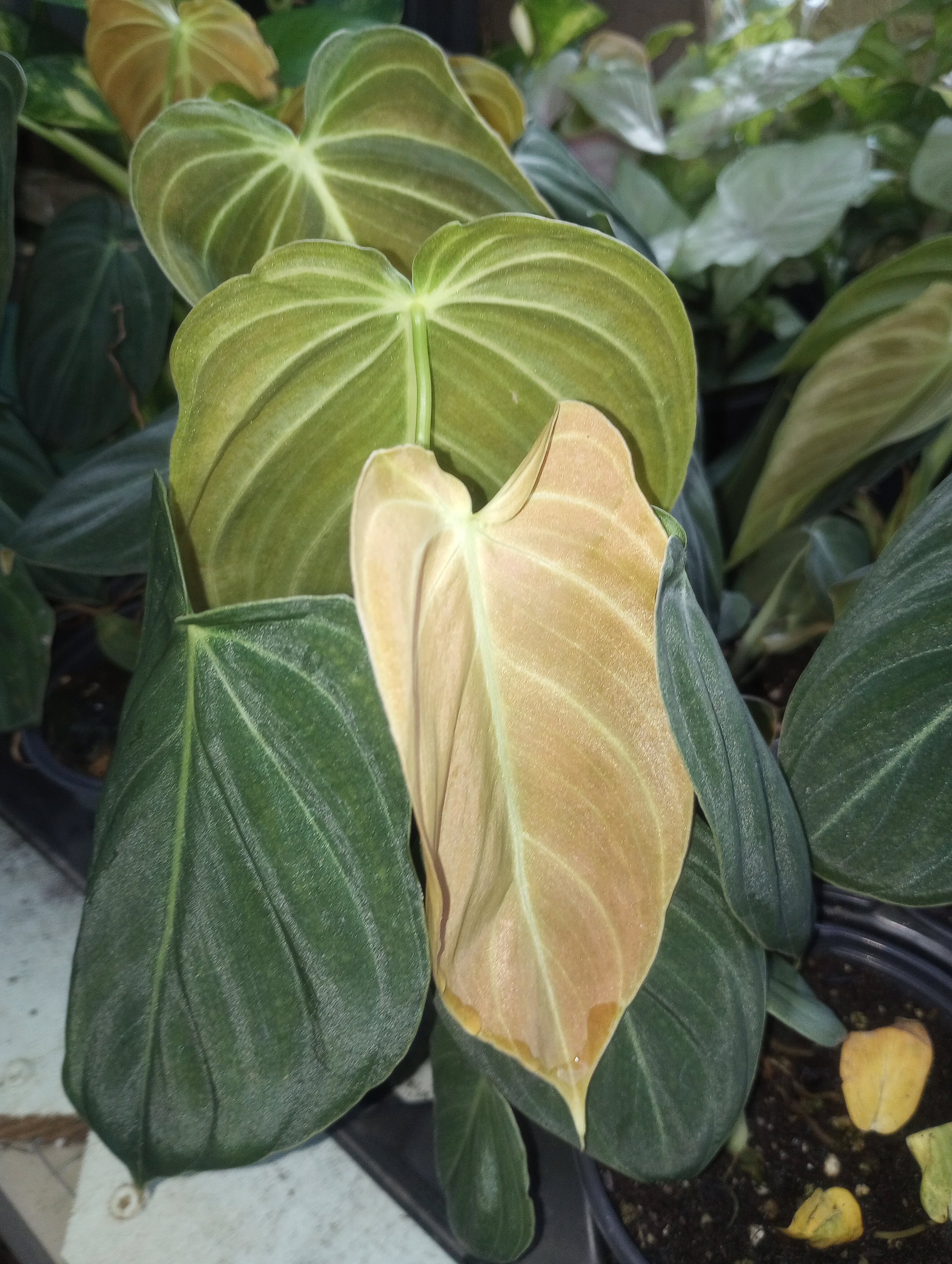 Philodendron Melanochrysum