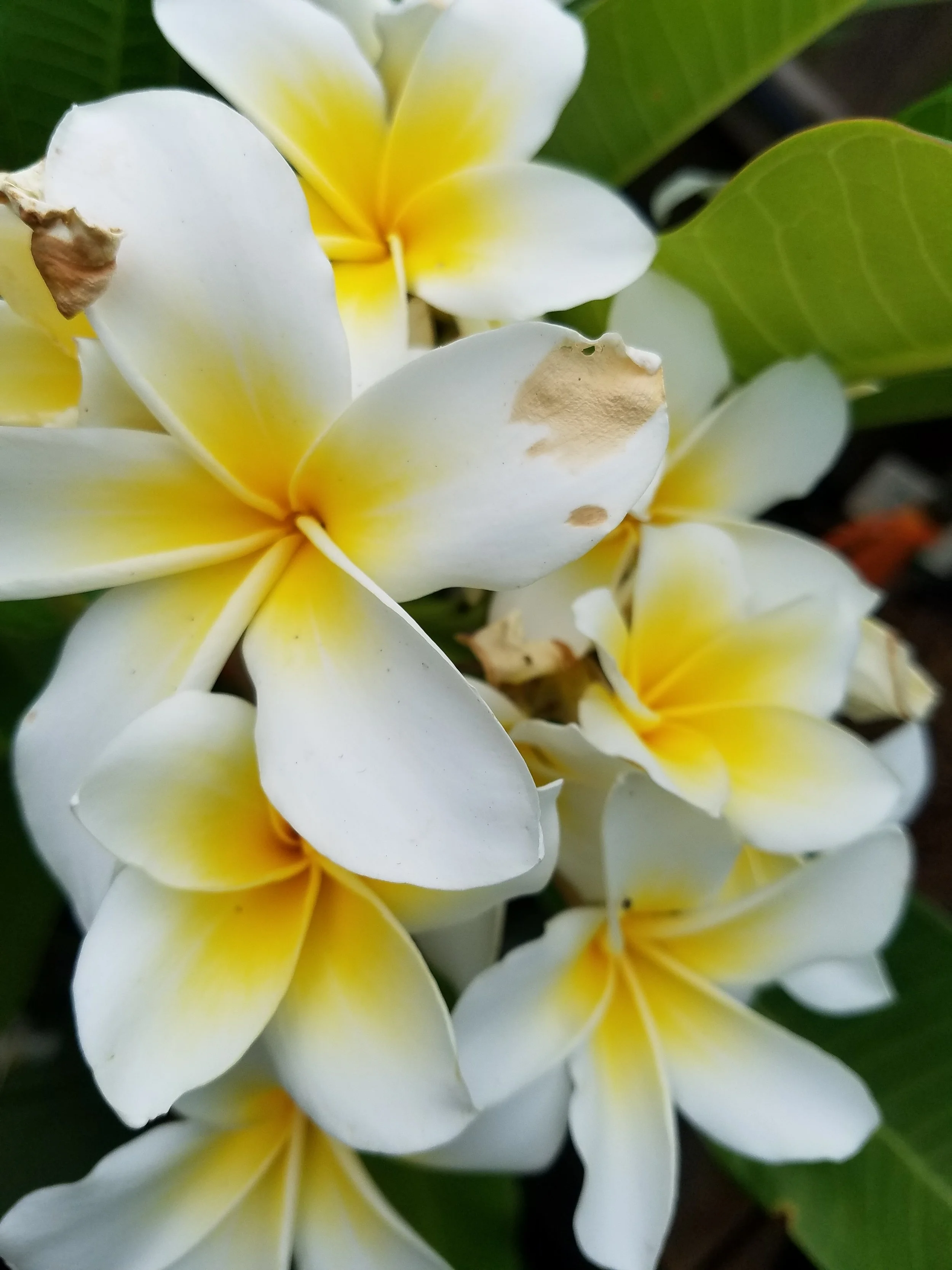 #3 White yellow (8) 2022.jpg