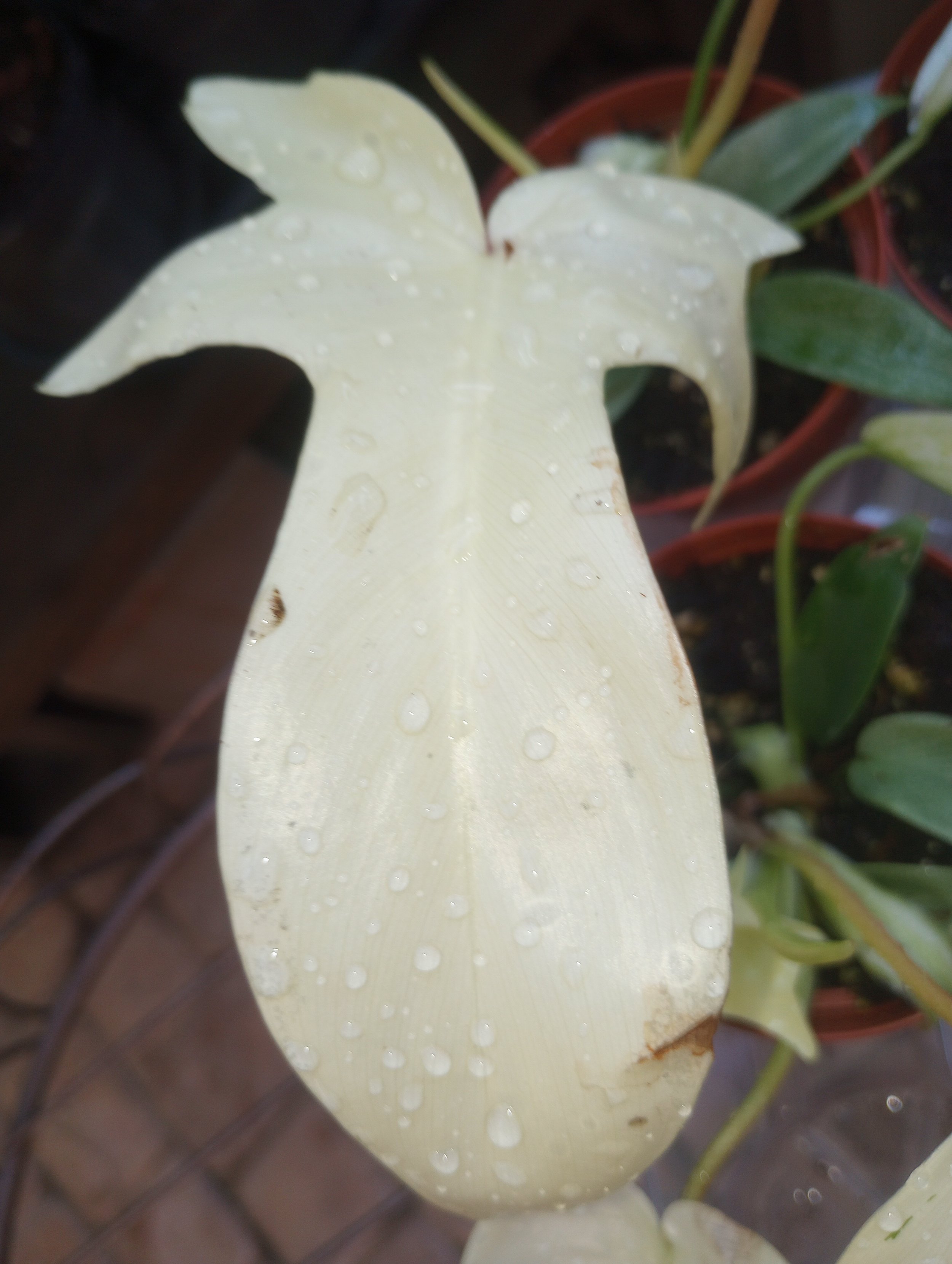 Philo Florida Ghost (2).jpg