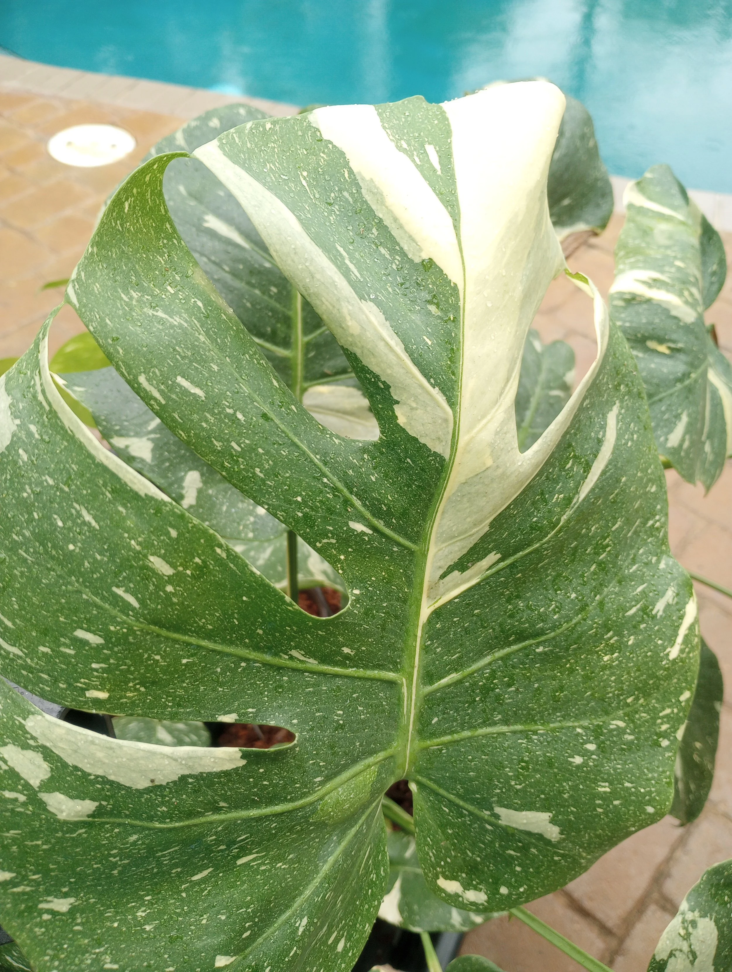 Monstera 'Thai Constellation' (5).jpg