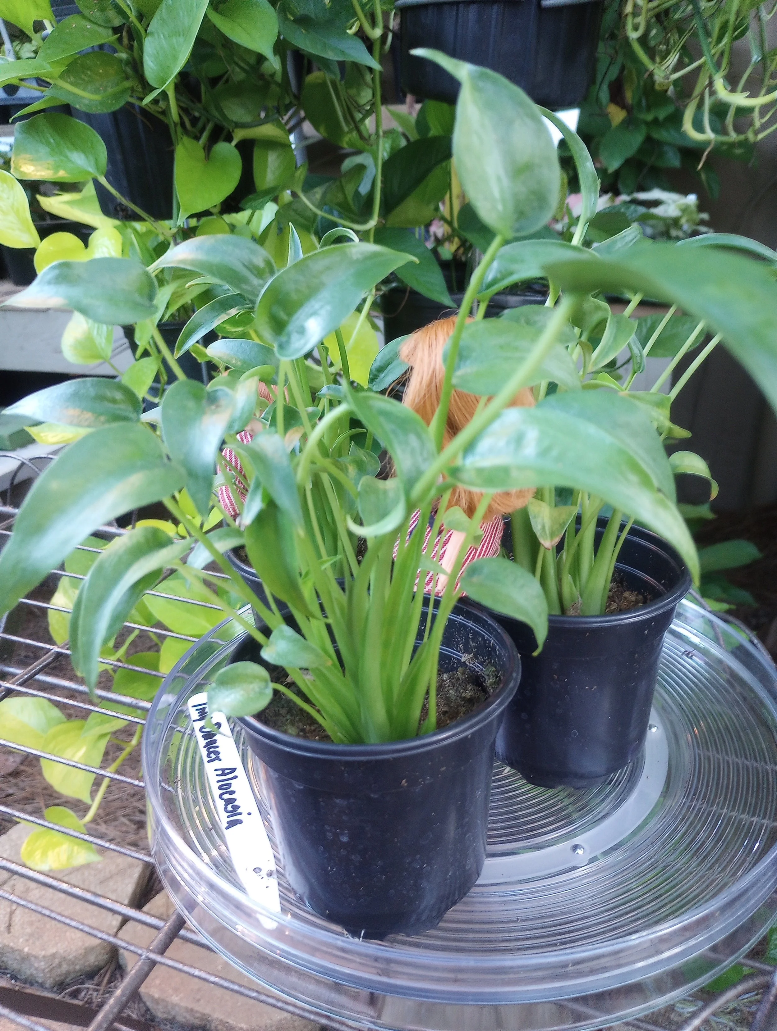 Alocasia Tiny Dancer