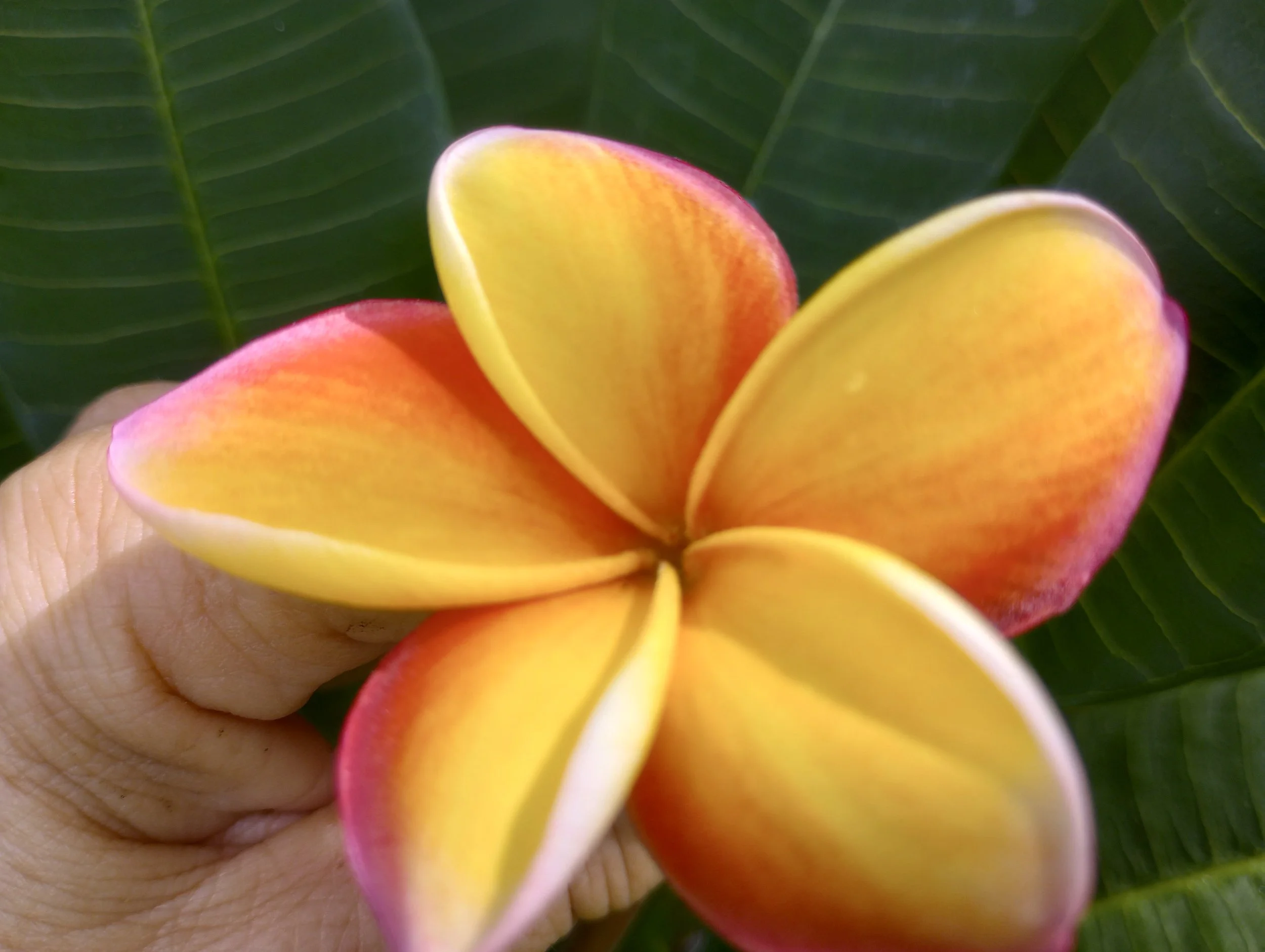 Firestorm Sept '23 (1).jpg