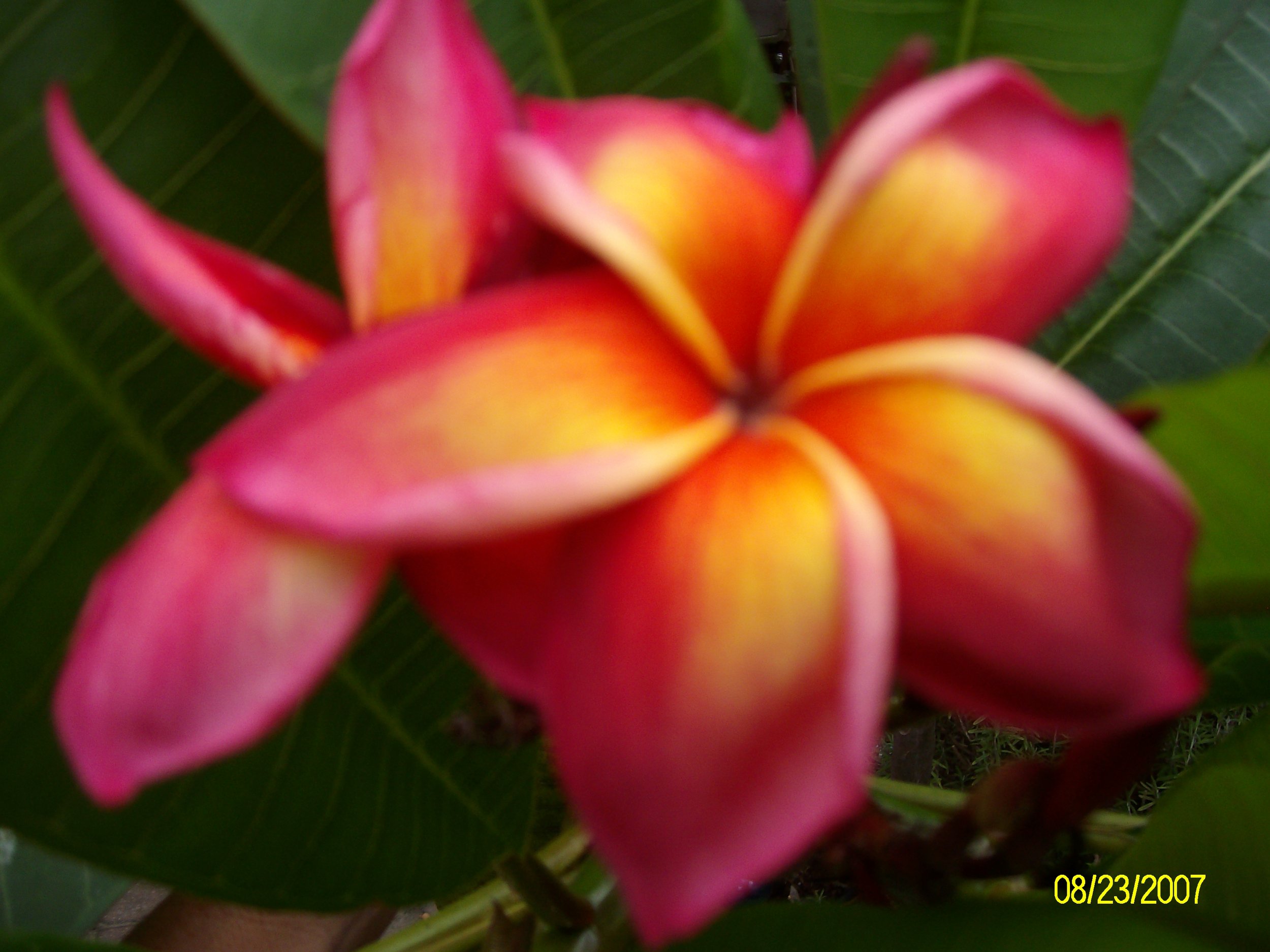 Rainbow Plumeria (2).JPG