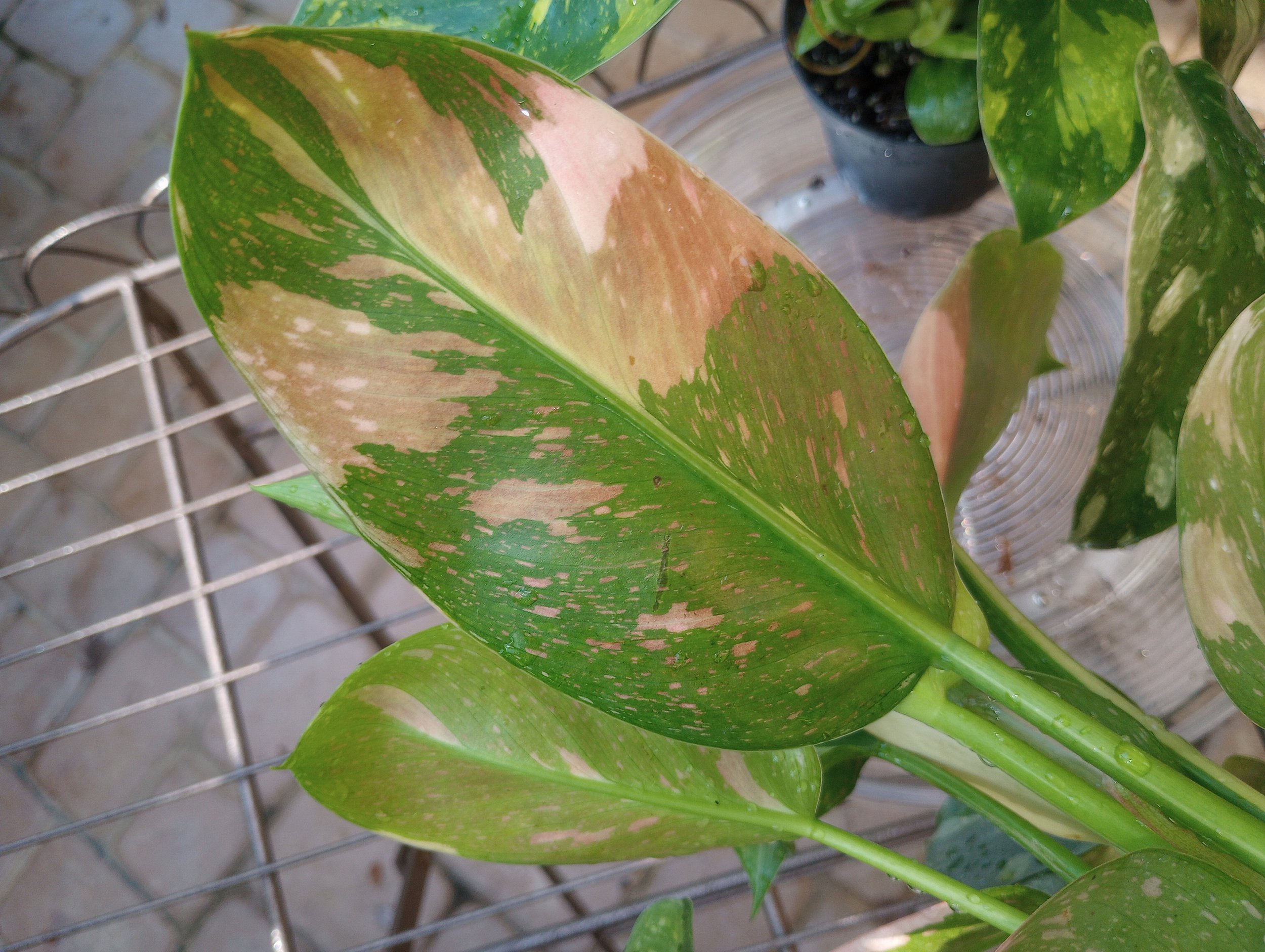 Philo Green Congo Copper Flame (4).jpg